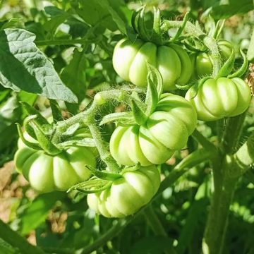 Bahçedeki domates salkımı
