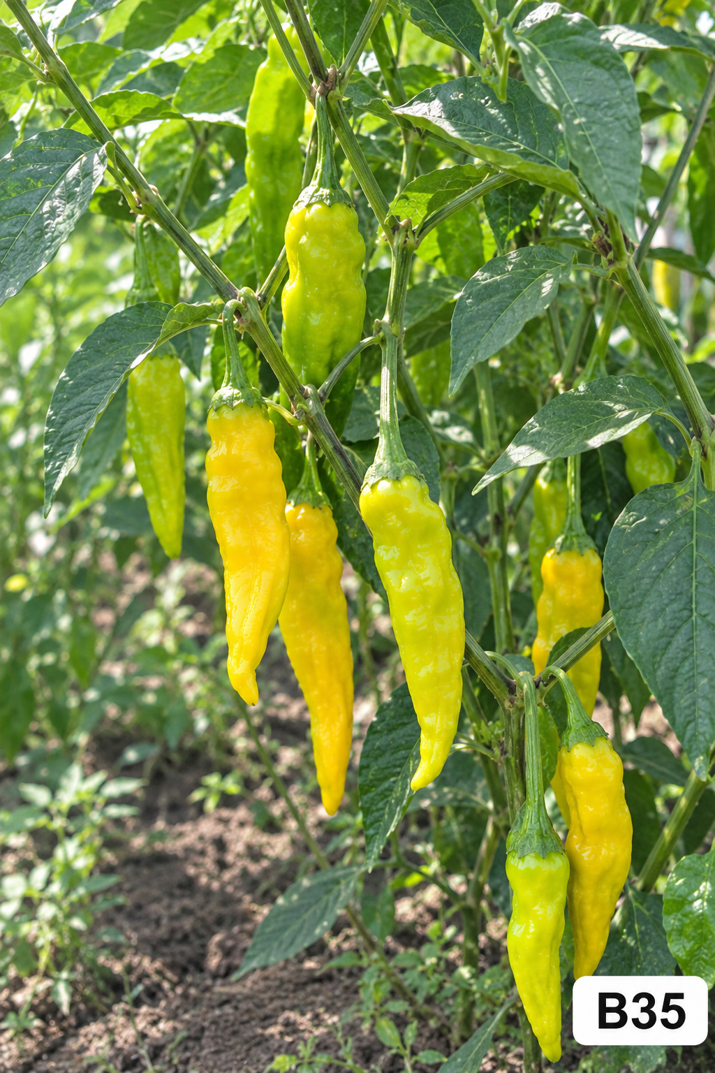 Sarı Limon Damlası Biber - AdaFide