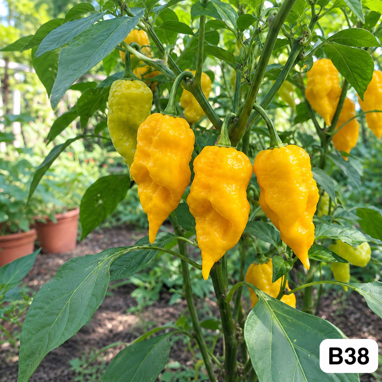 Sarı Primo XL – Süper Acı Biber - AdaFide