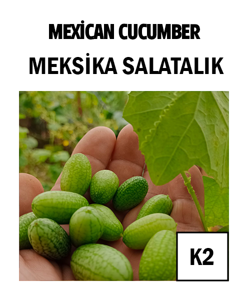 Meksika Salatalık - AdaFide