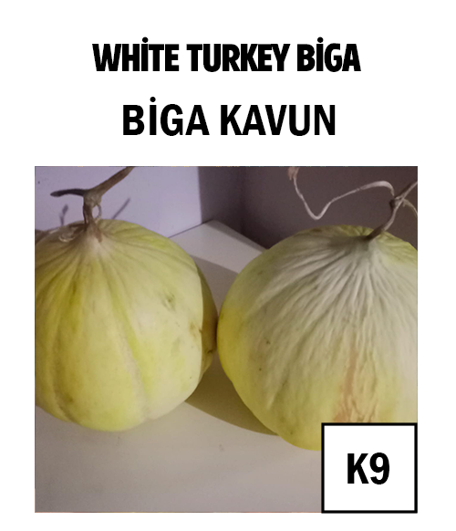 Biga Kavun - AdaFide