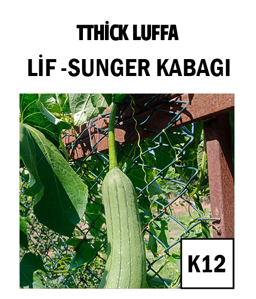 Lif-Sünger Kabağı - AdaFide