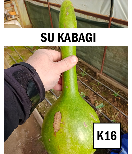 Su Kabağı - AdaFide