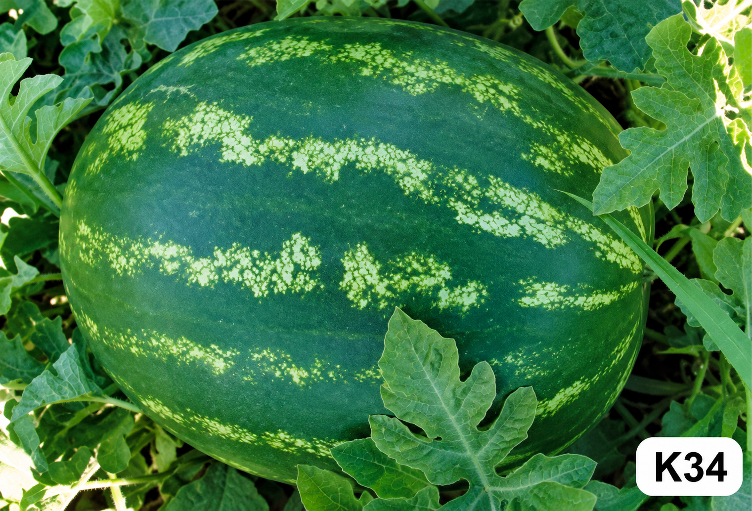 Doğal Crimson Sweet Karpuz Tohumu - AdaFide