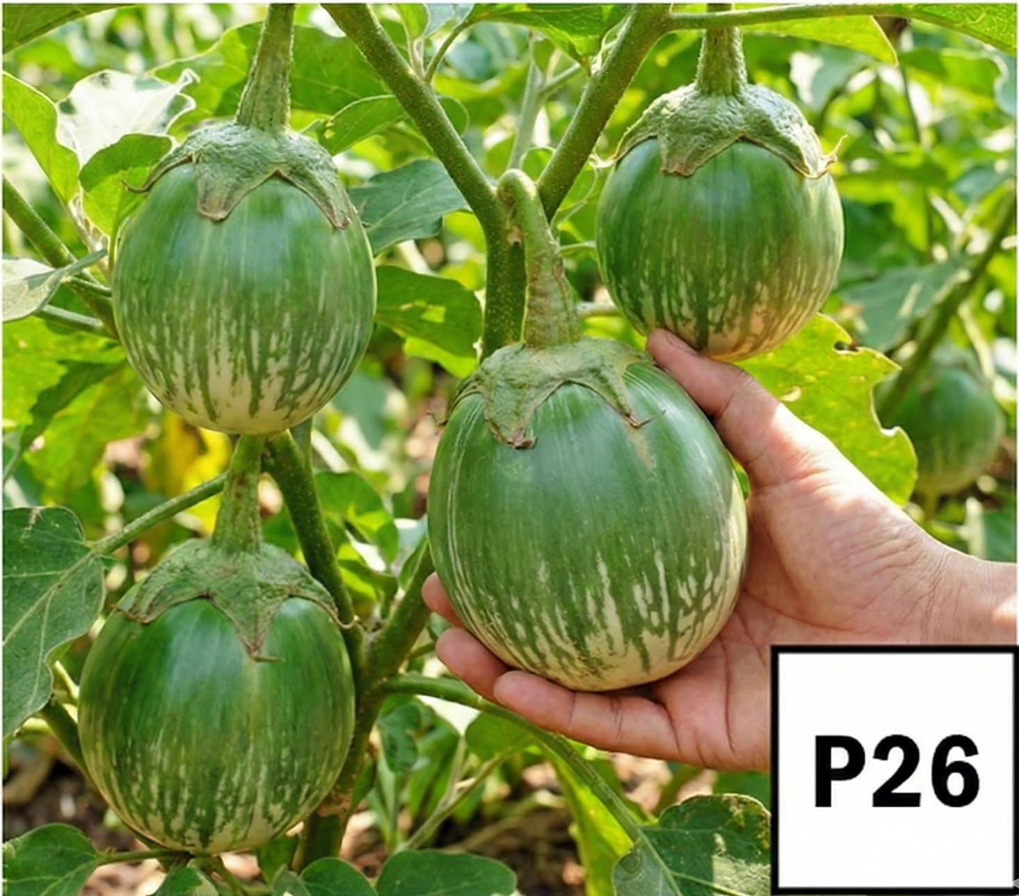Yeşil Beyaz Çizgili Topan Patlıcan - AdaFide