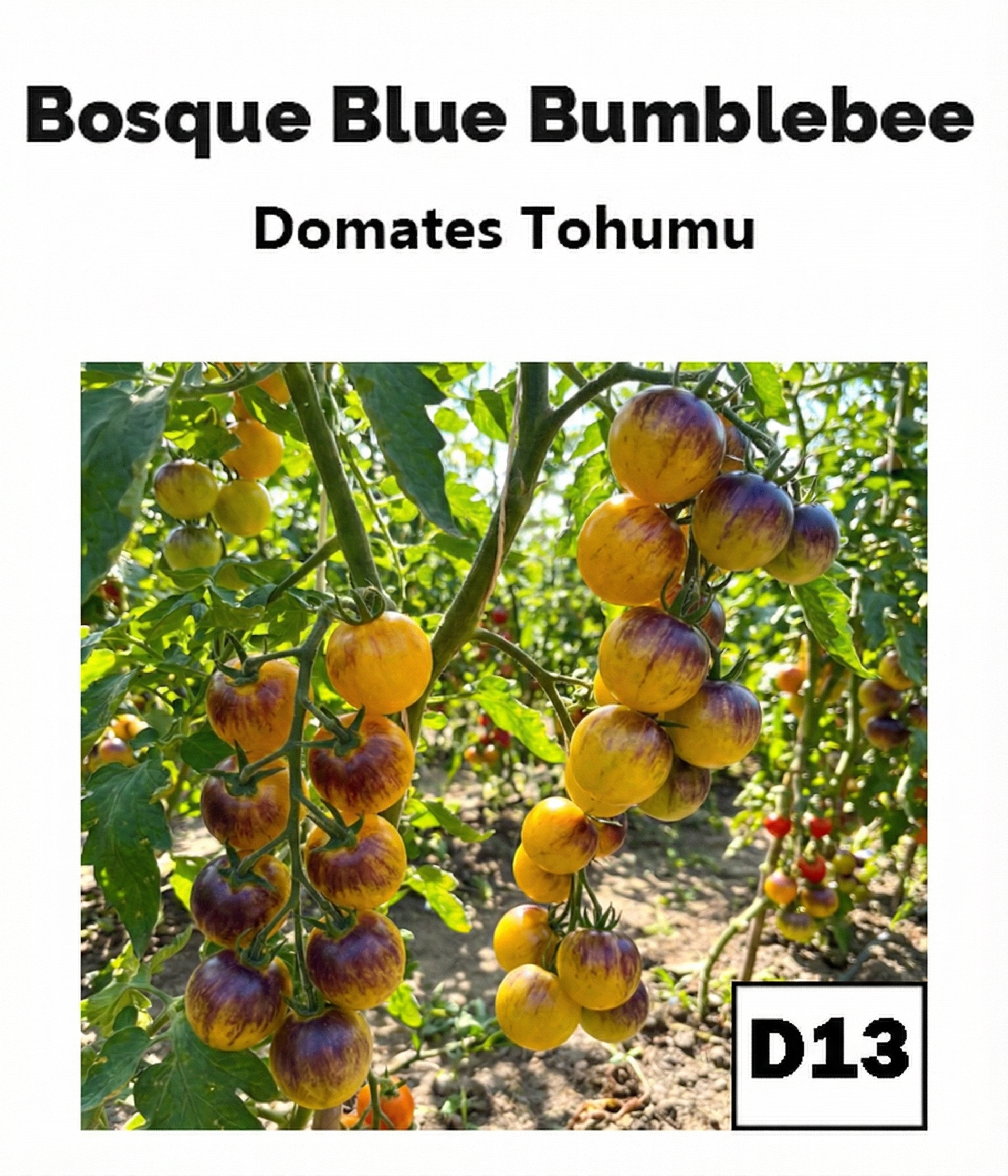 Bosque Yaban Arısı – Çizgili Domates - AdaFide