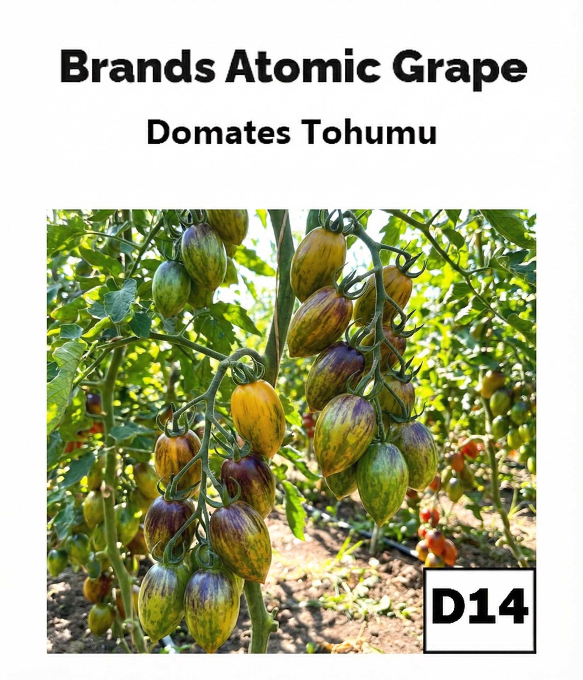 Atomik Üzüm – Çok Renkli Domates - AdaFide