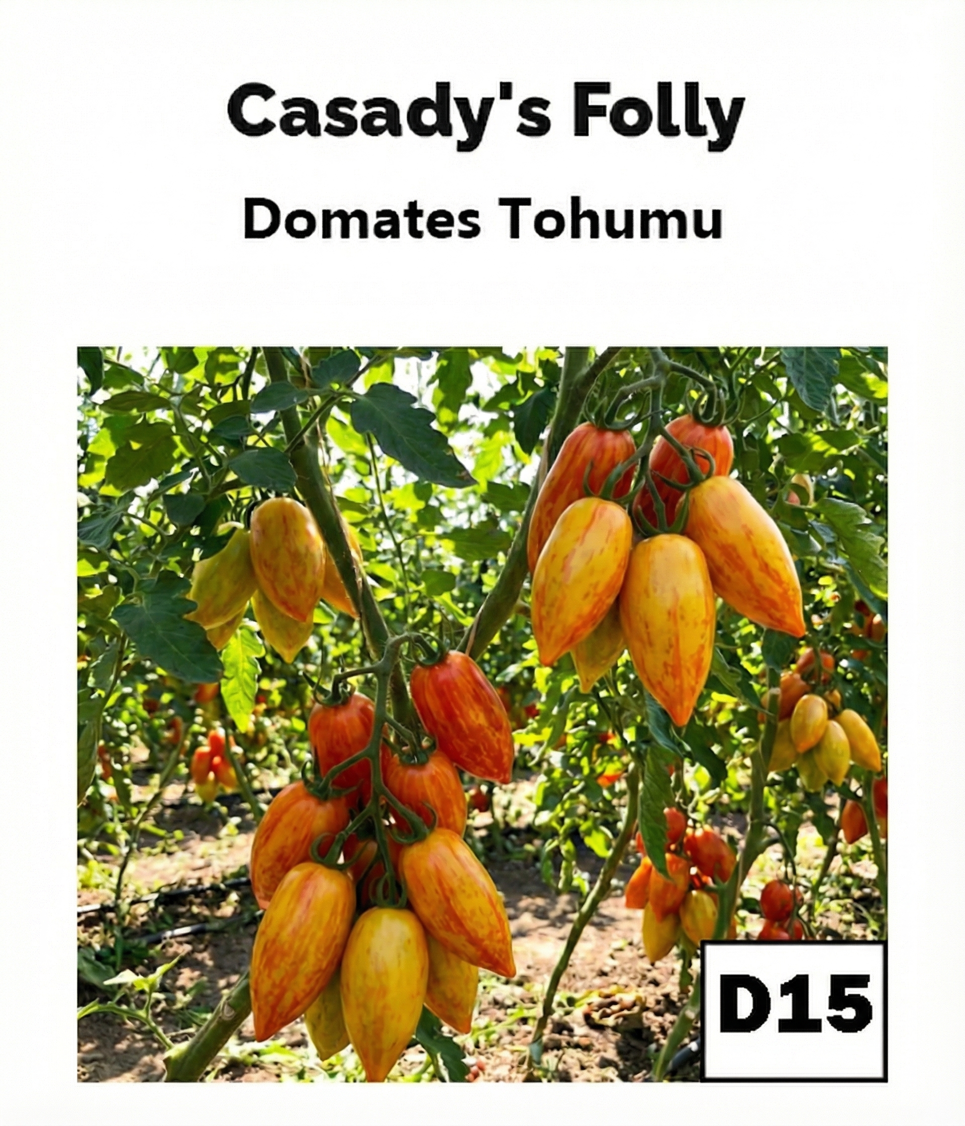 Casady’s Folly – Altın Çizgili Uzun Salçalık Domates - AdaFide