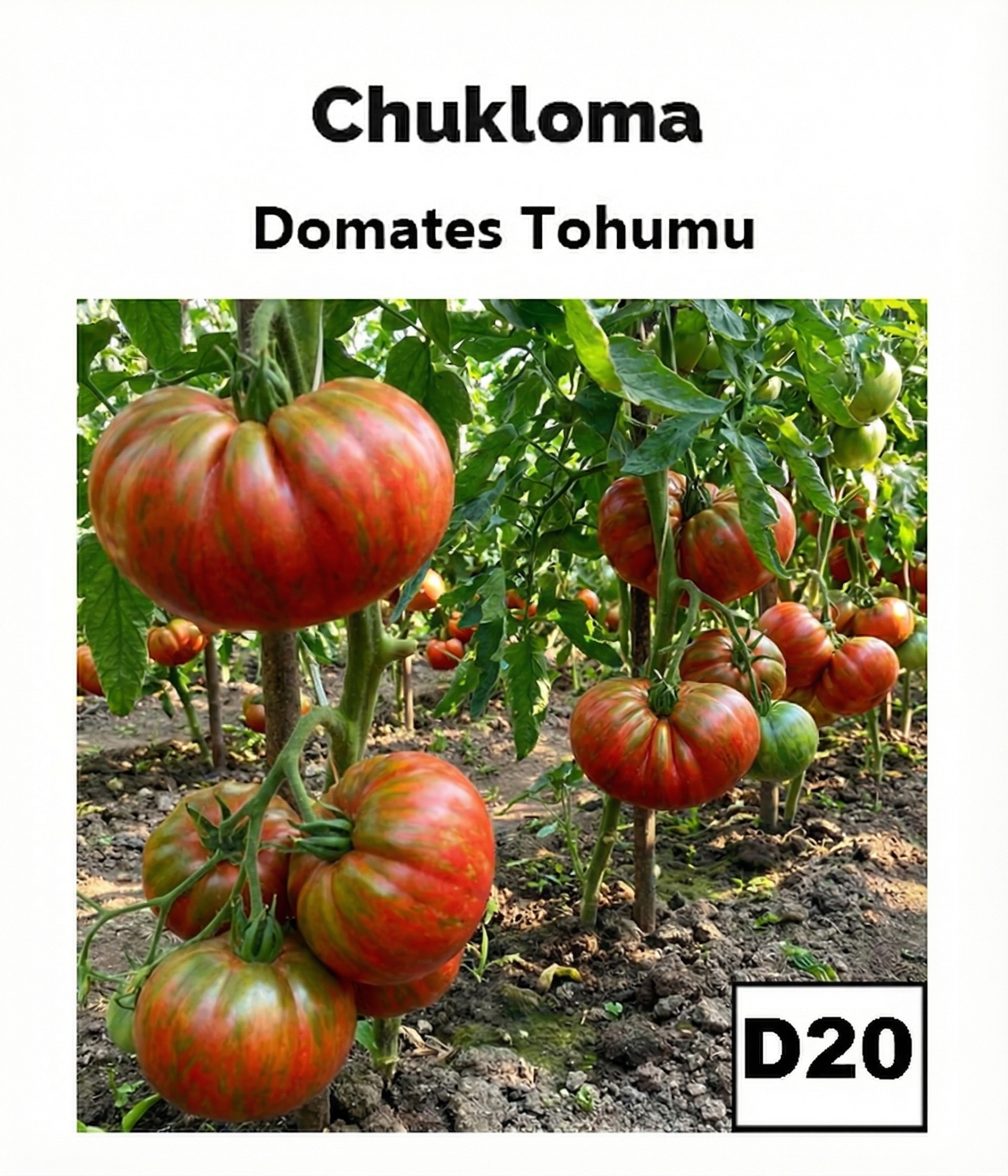 Küba Tipi Koleksiyon Domatesi - AdaFide