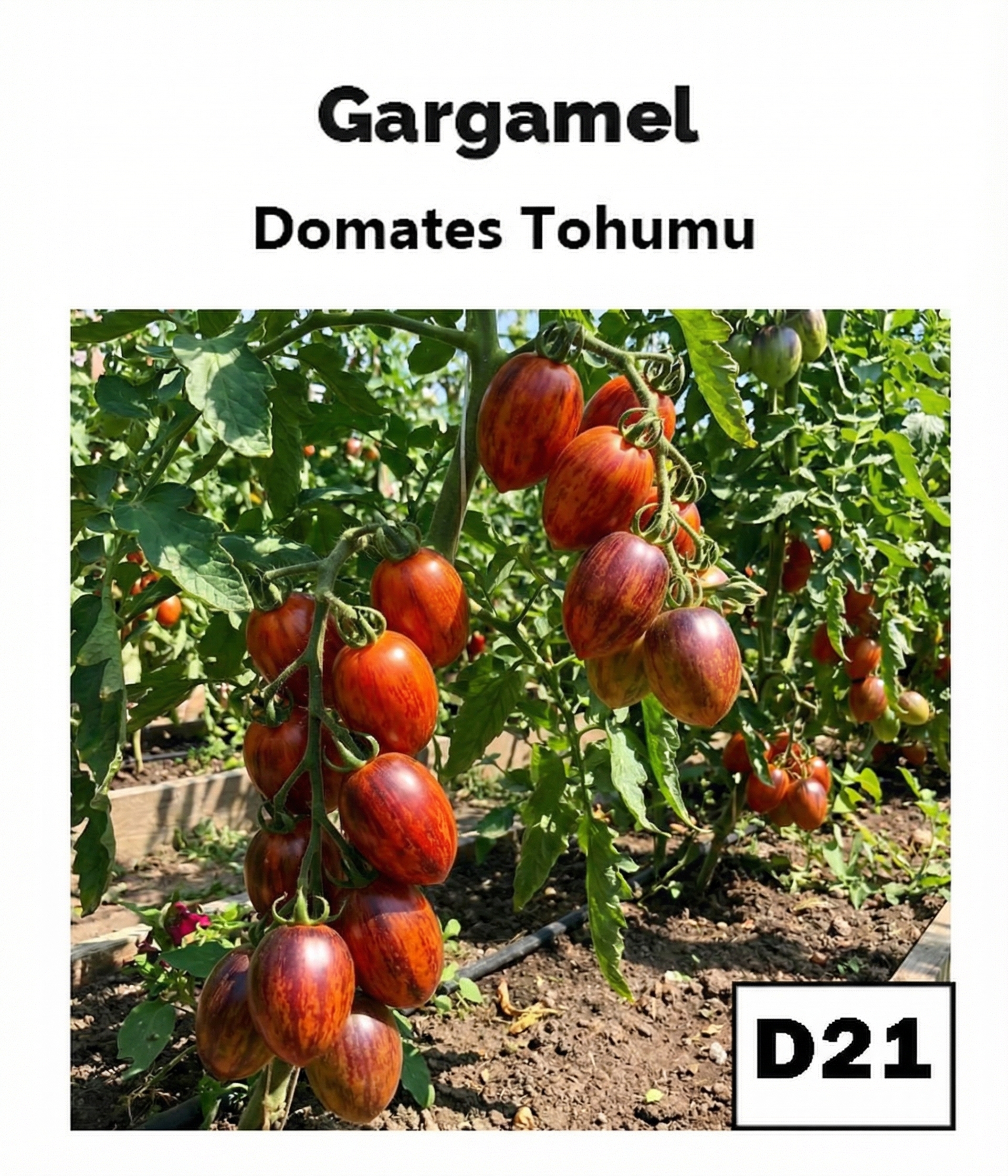 Karanlık Galaksi – Benekli Domates - AdaFide