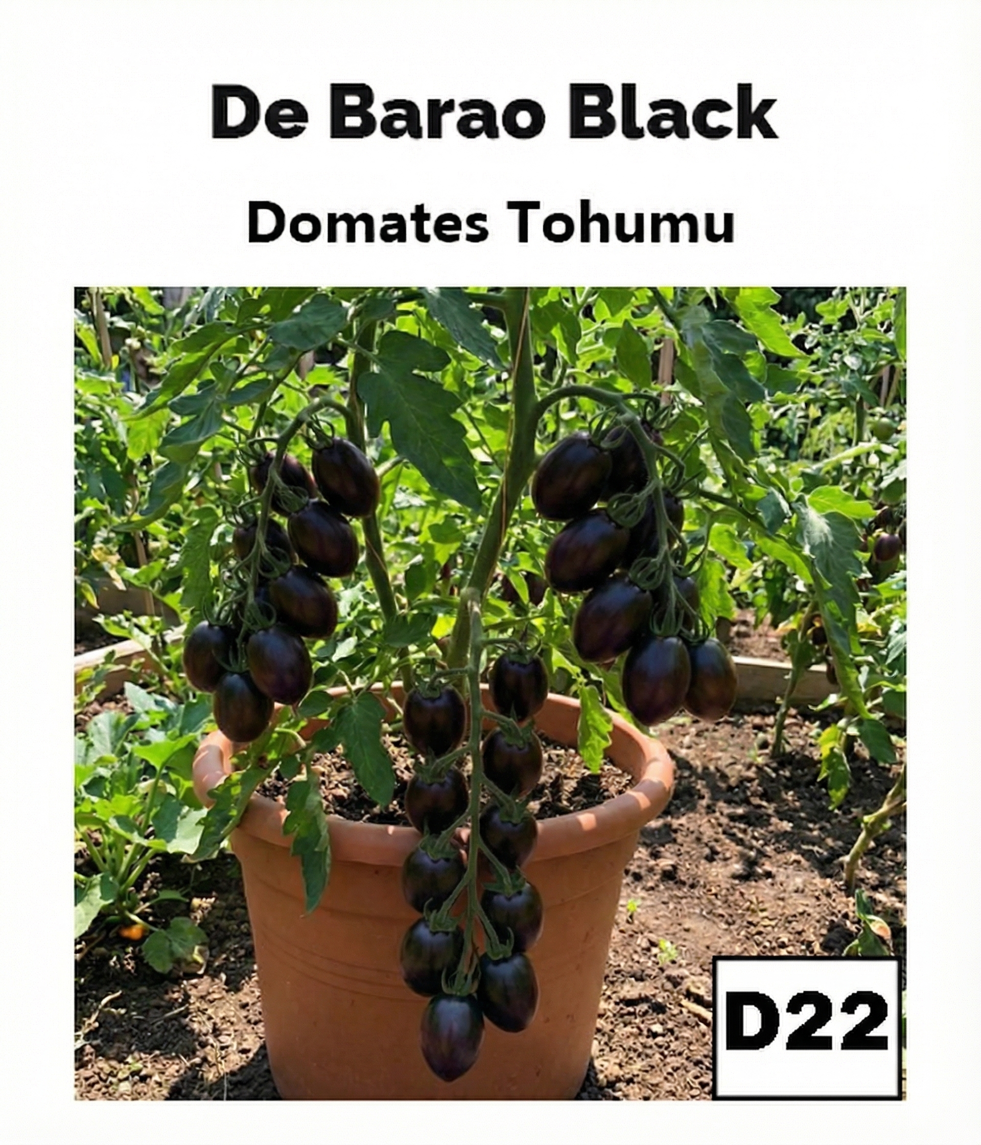 De Barao Siyah Domates - AdaFide