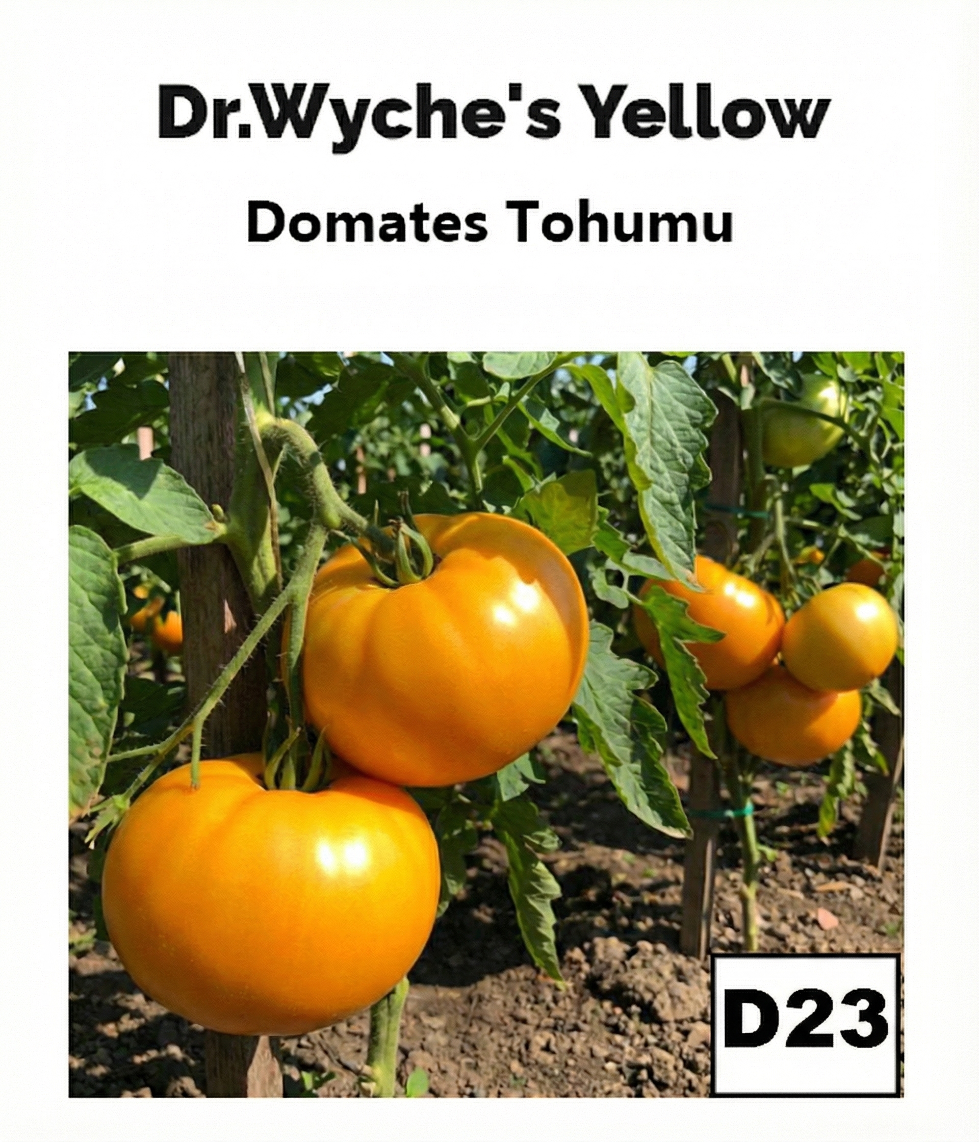 Dr. Wyche’s Yellow – Büyük Sarı Beefsteak Domates - AdaFide