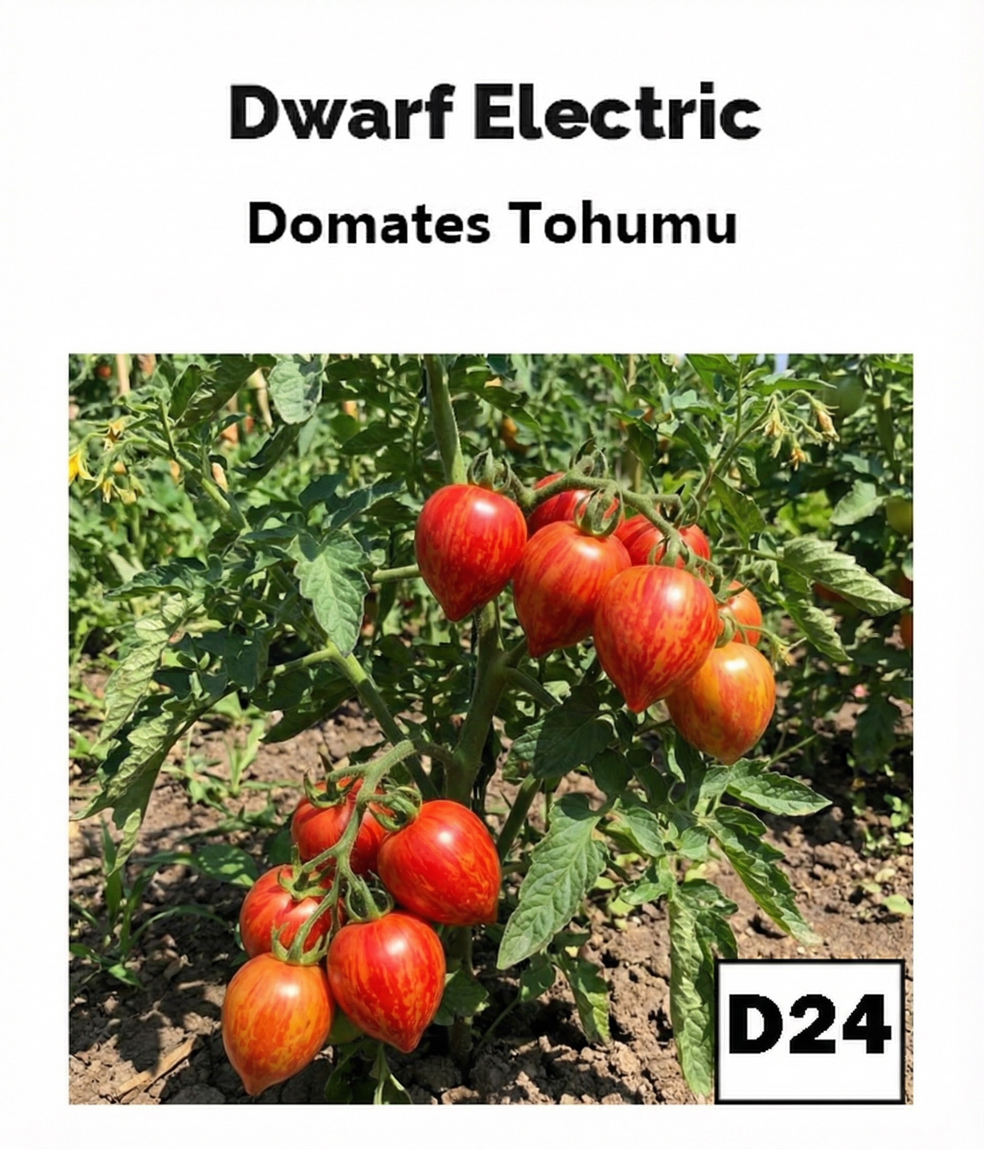 Elektrik Bodur Domates - AdaFide