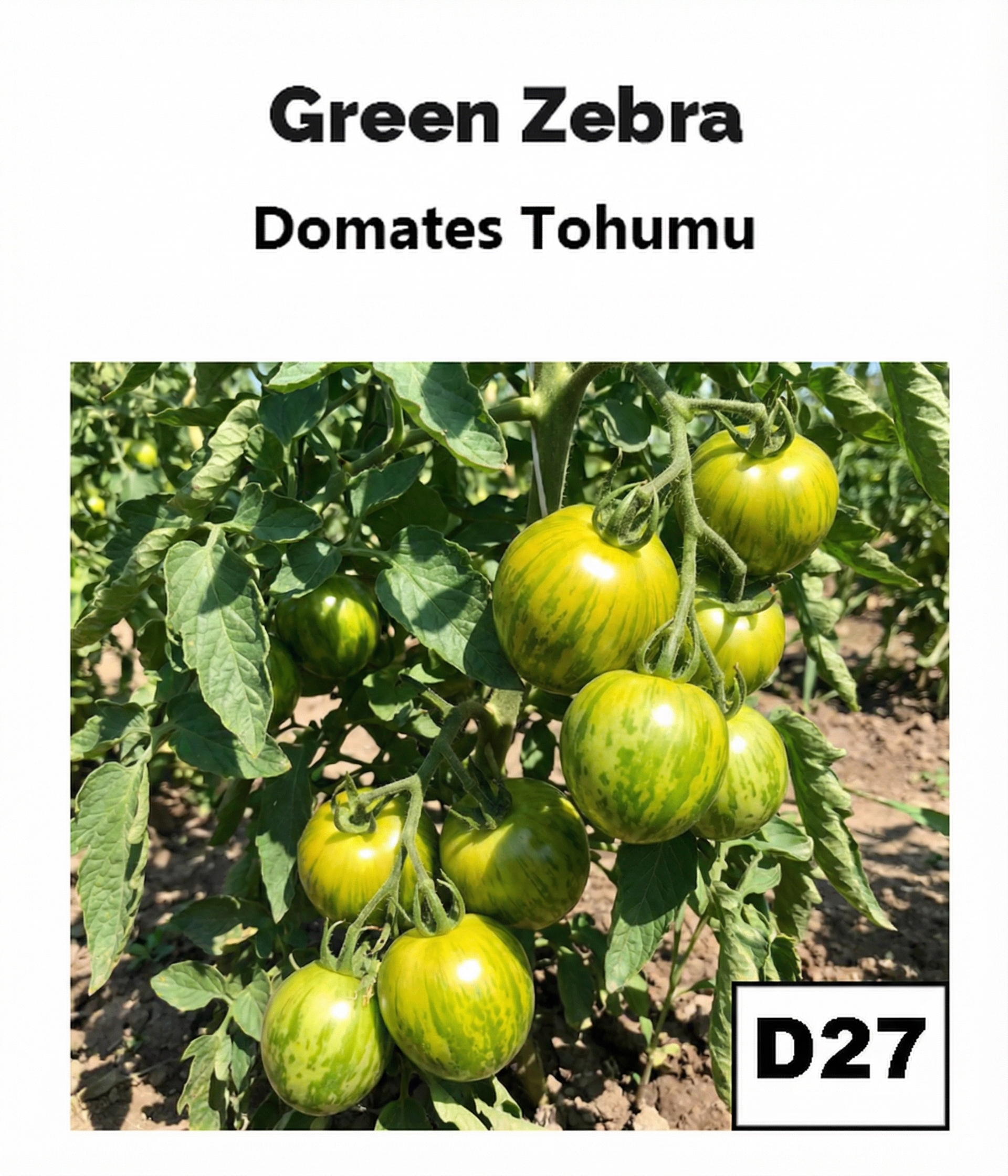 Yeşil Zebra Domates - AdaFide