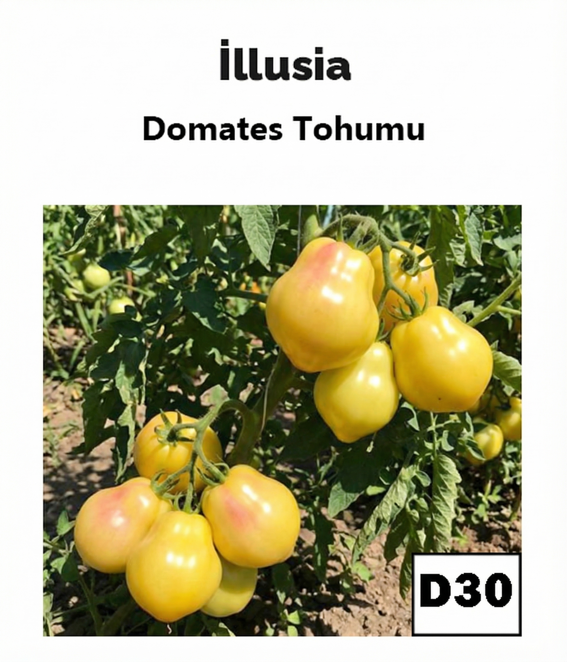 Illusia – Koleksiyon Domatesi - AdaFide