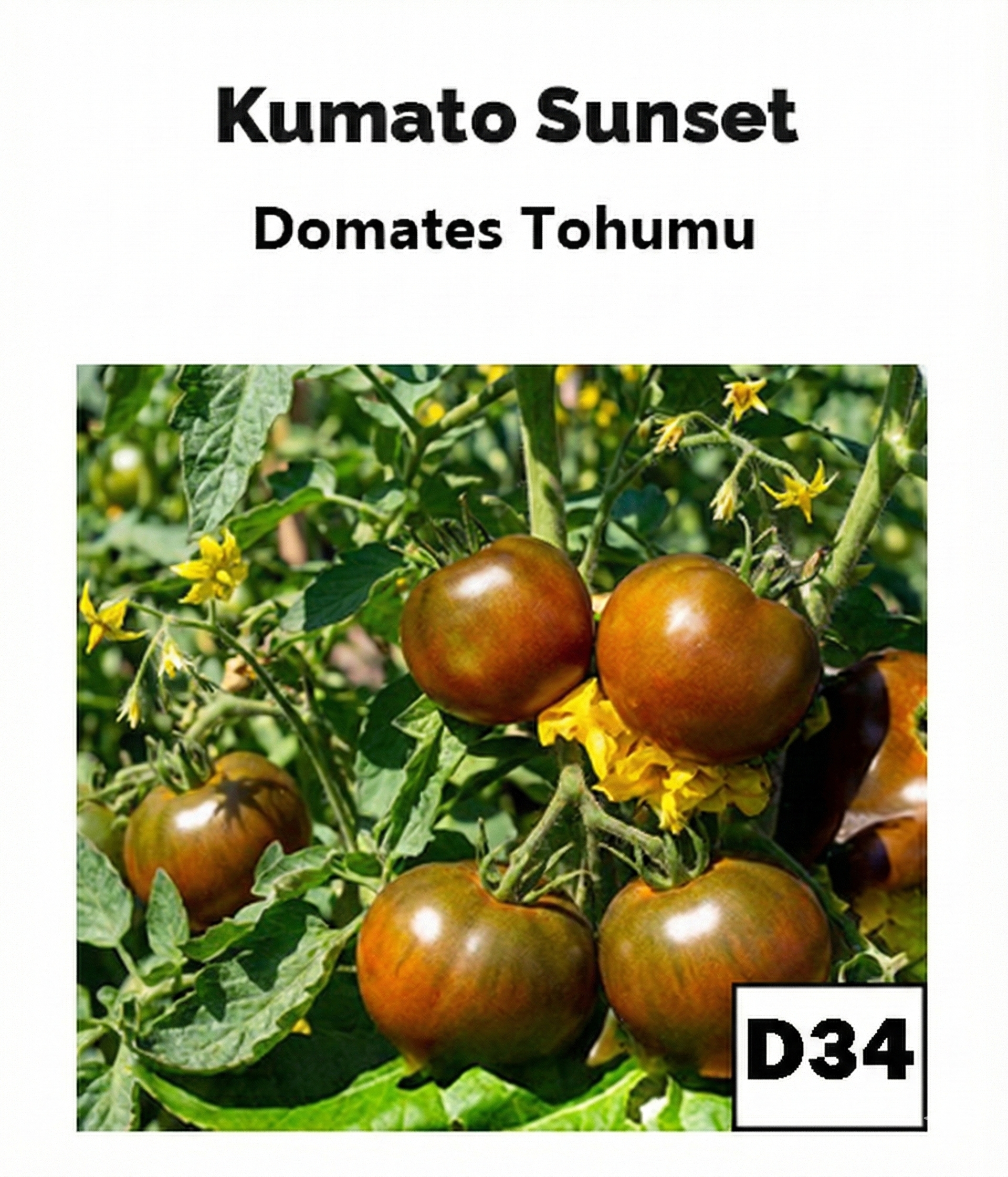 Kumato Günbatımı Domatesi - AdaFide
