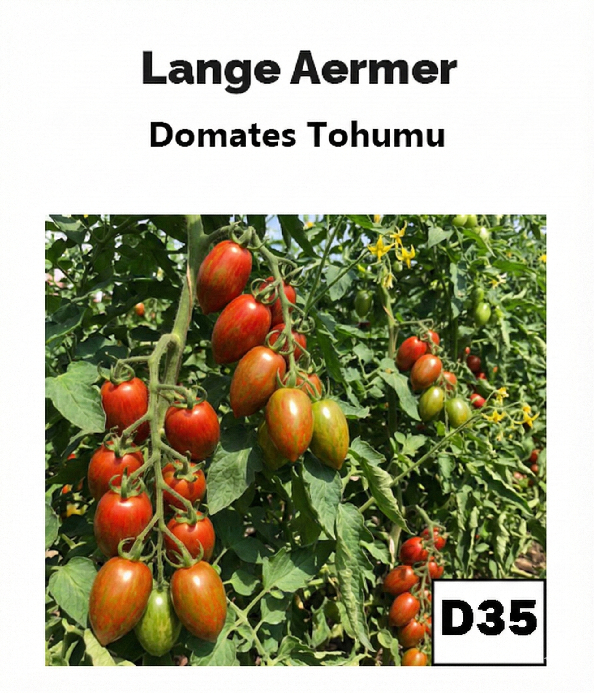 Lange Aermer – Uzun Form Domates - AdaFide