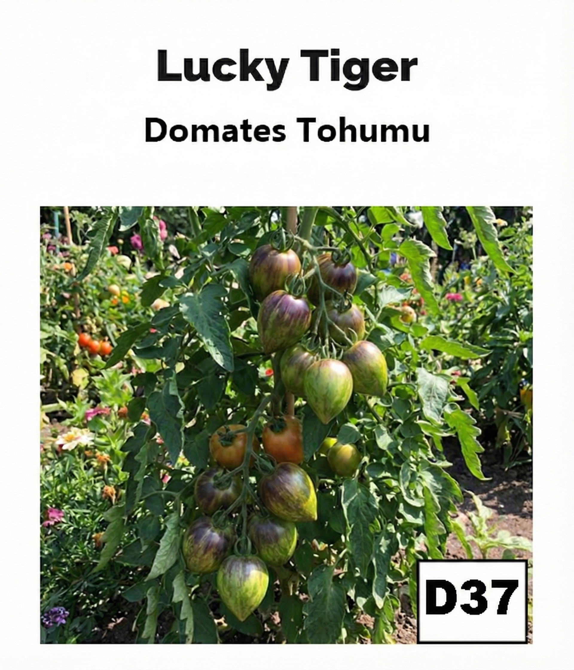 Lucky Tiger – Yeşil Kırmızı Çizgili Uzun Çeri - AdaFide