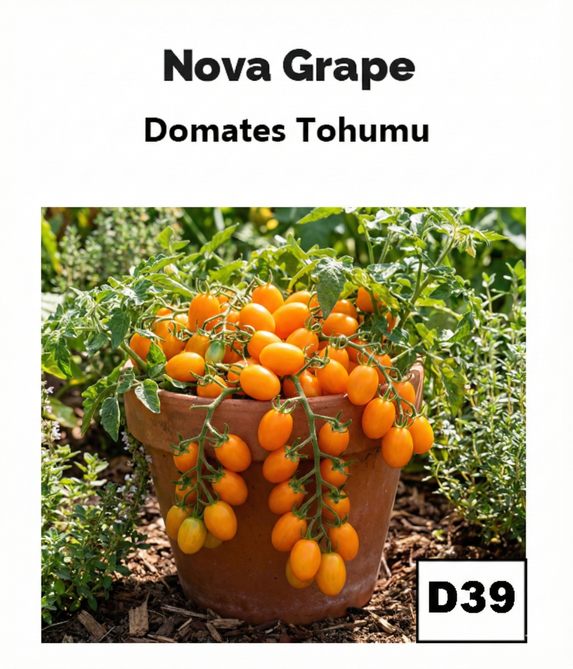 Nova Üzüm Domatesi - AdaFide