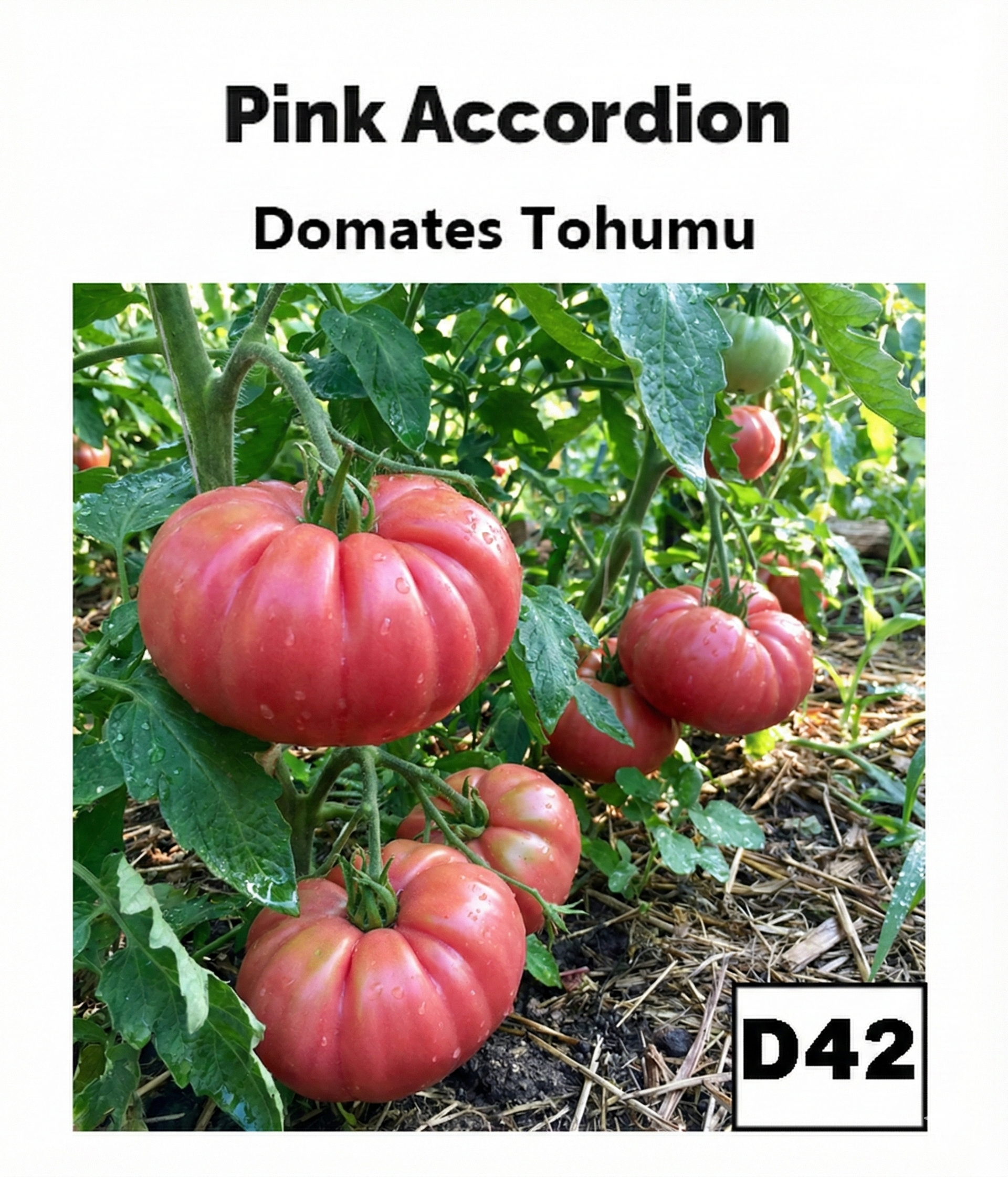 Pembe Akordeon Domates - AdaFide