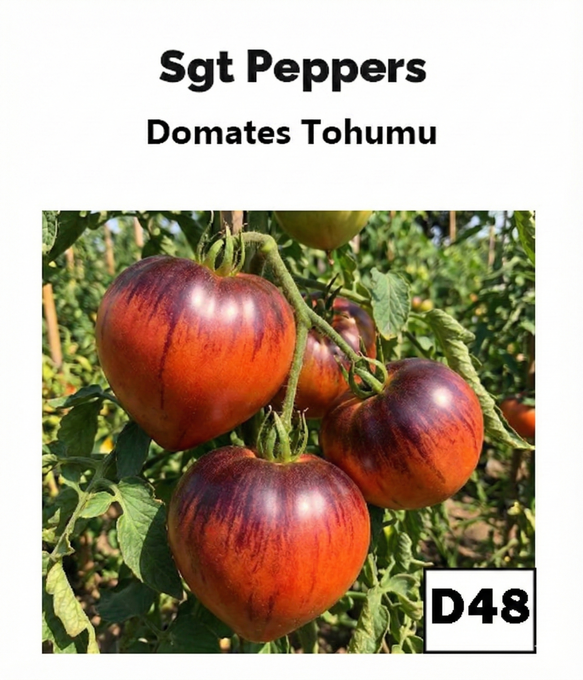 Sgt. Pepper’s – Mor Omuzlu Kalp Domates - AdaFide
