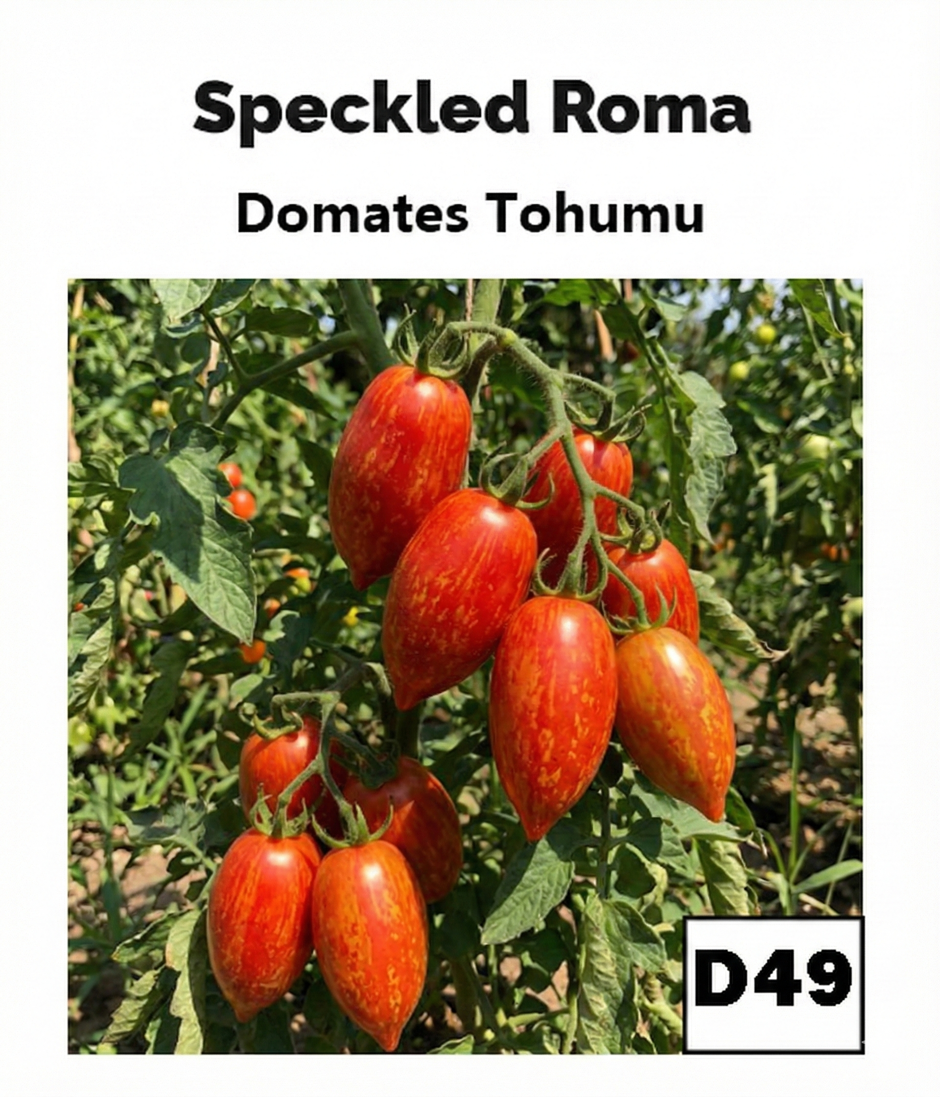 Benekli Roma Domates - AdaFide