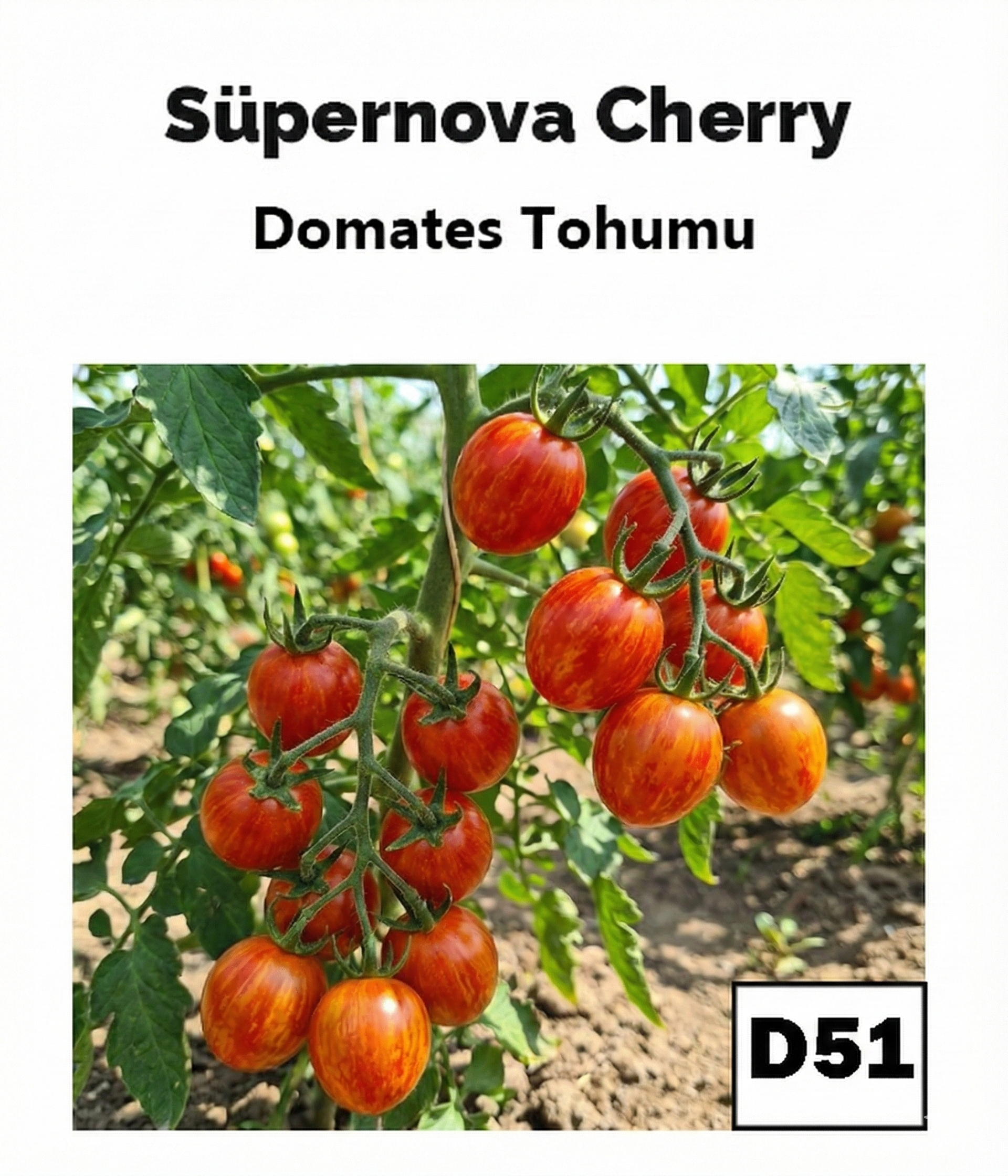 Supernova – Sarı Mermerli Kırmızı Mini Roma Domates - AdaFide