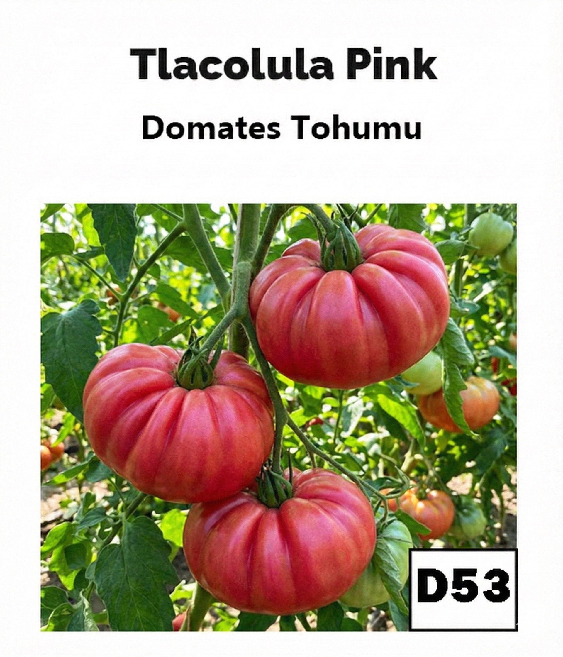 Tlacolula Pembe Domates - AdaFide