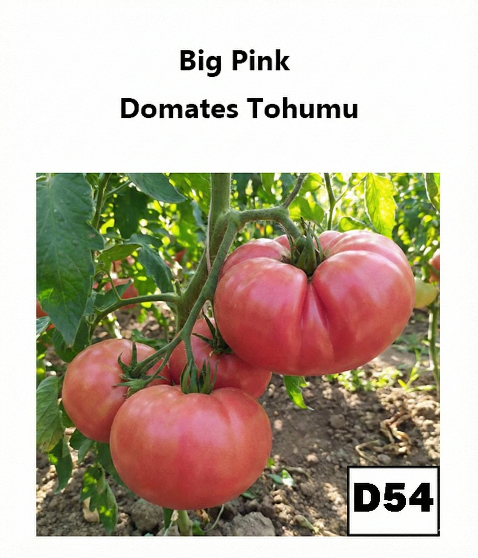 Türkiye Büyük Pembe Domates - AdaFide