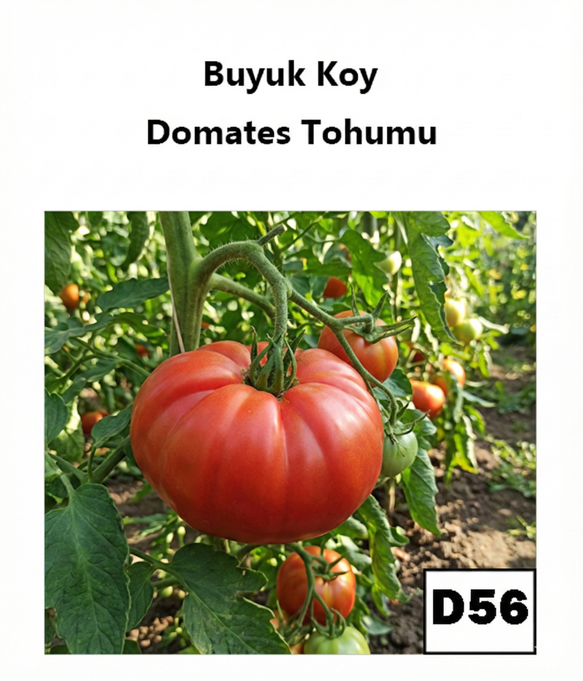 Türkiye Pembe Akordeon Domates - AdaFide