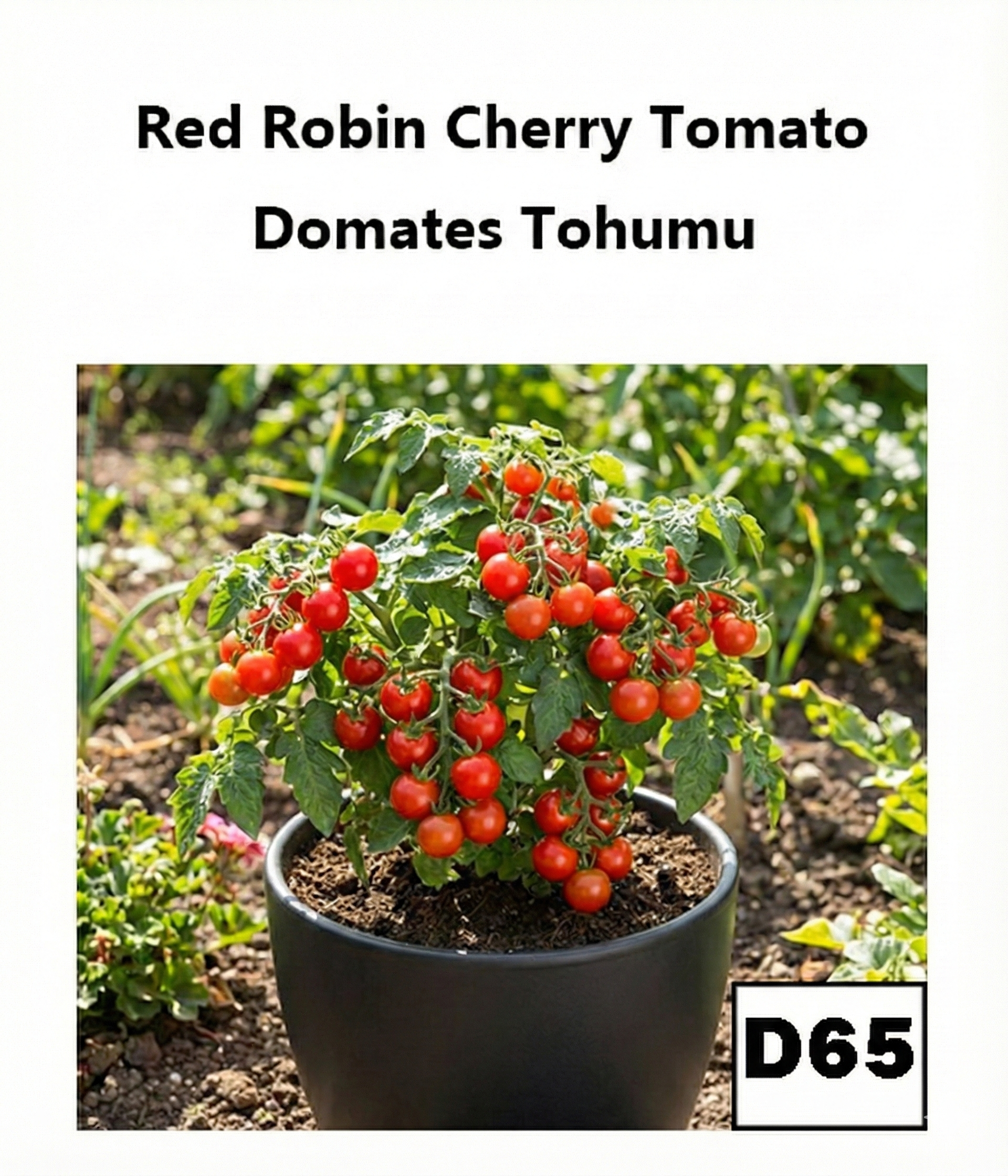 Red Robin – Saksılık Mini Kırmızı Çeri Domates - AdaFide