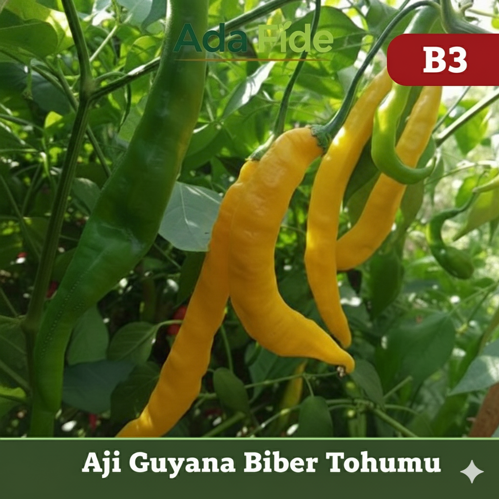 Aji Guyana – Uzun Acı Biber - AdaFide