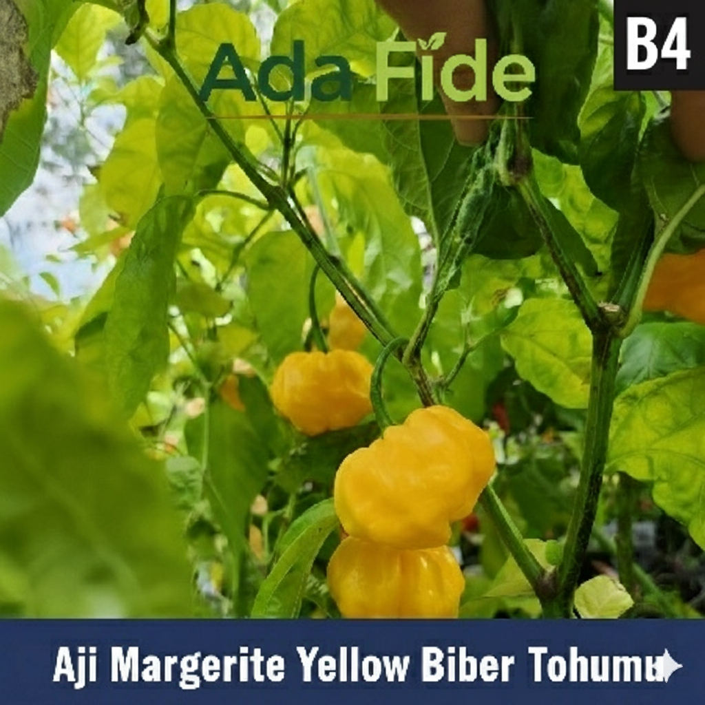 Aji Margarita Sarı Biber - AdaFide