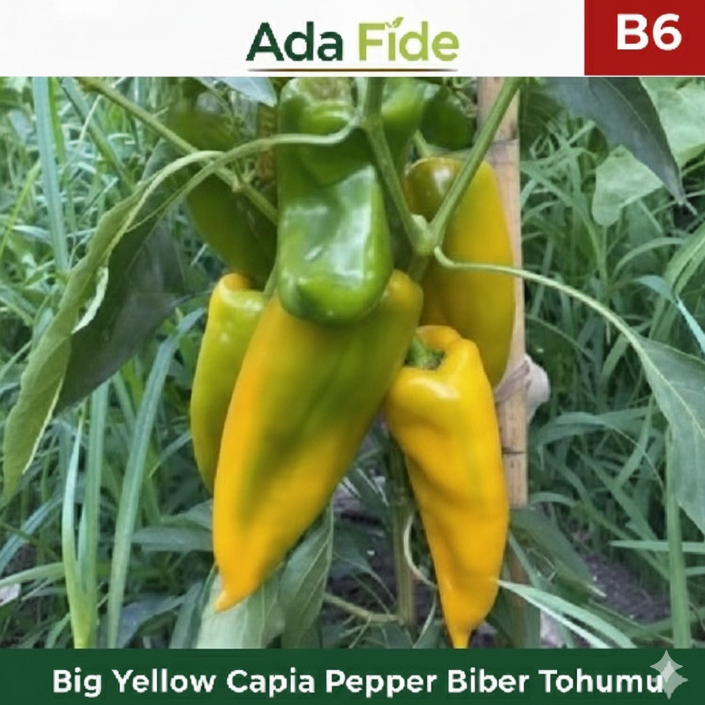 Büyük Sarı Kapya Biber - AdaFide