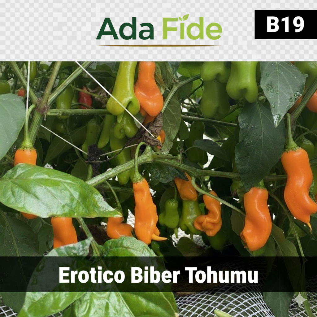 Erotico – Özel Form Biber - AdaFide
