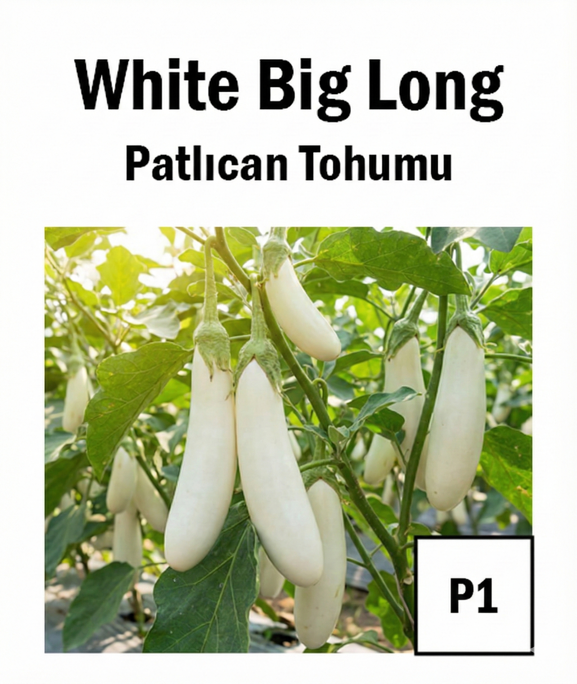 White 1 Eggplant Seeds - AdaFide