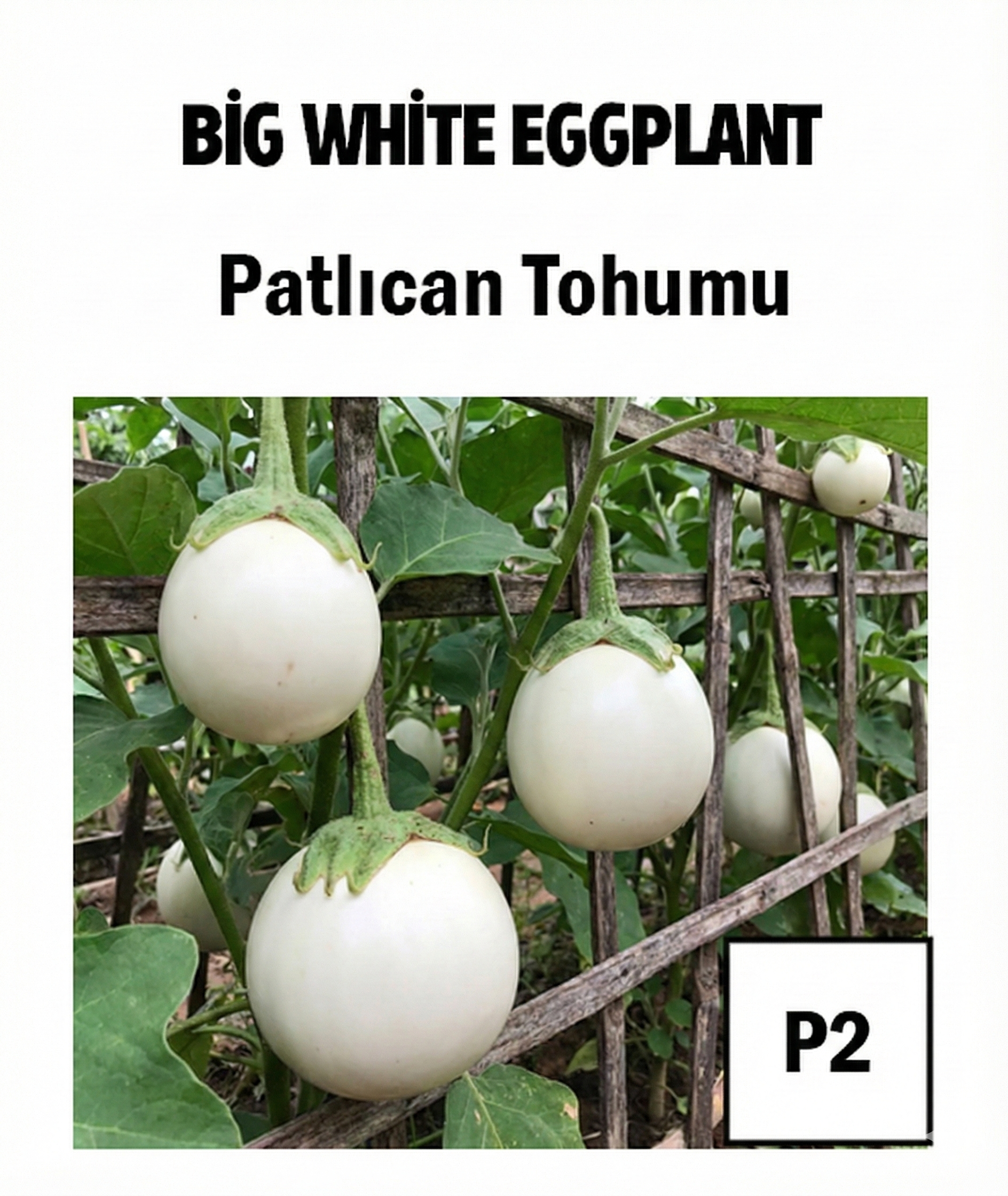Mini White Egg-Shaped Eggplant Seeds - AdaFide