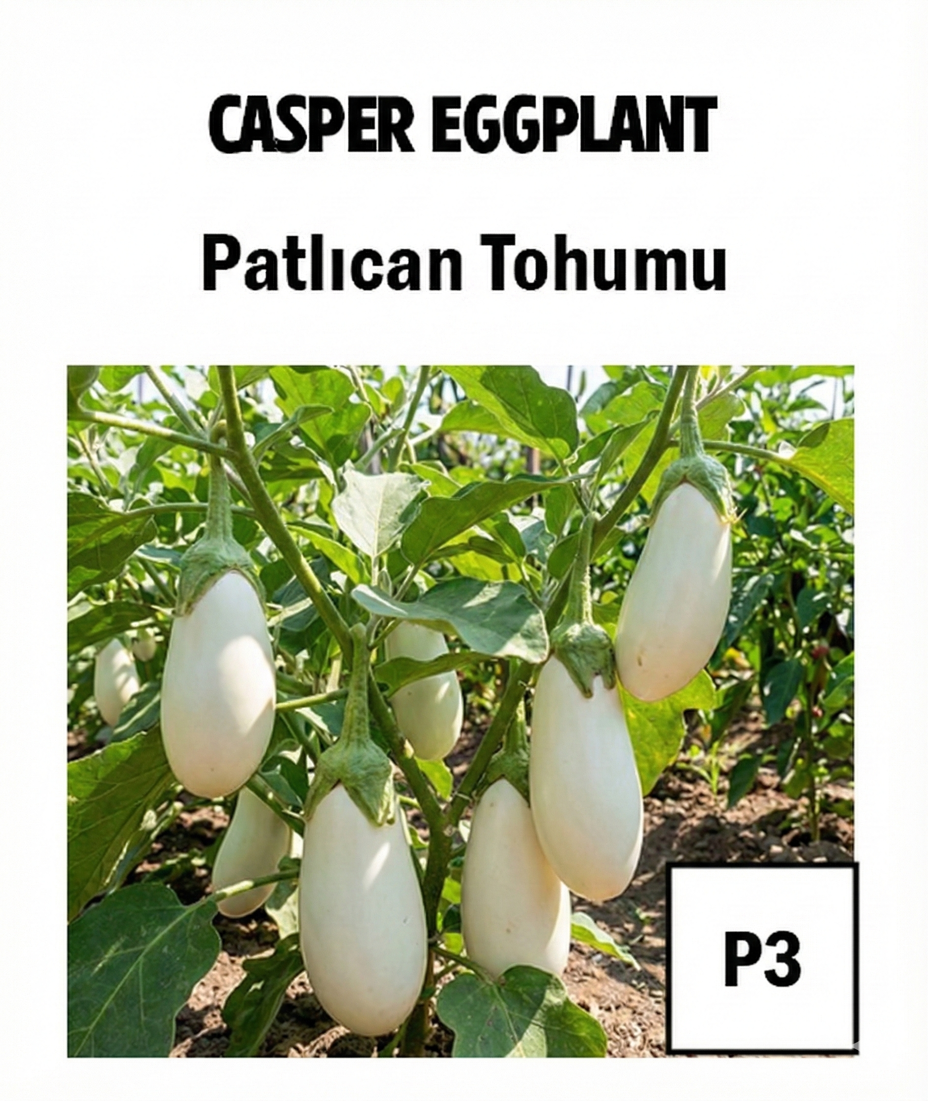 White 2 Eggplant Seeds - AdaFide