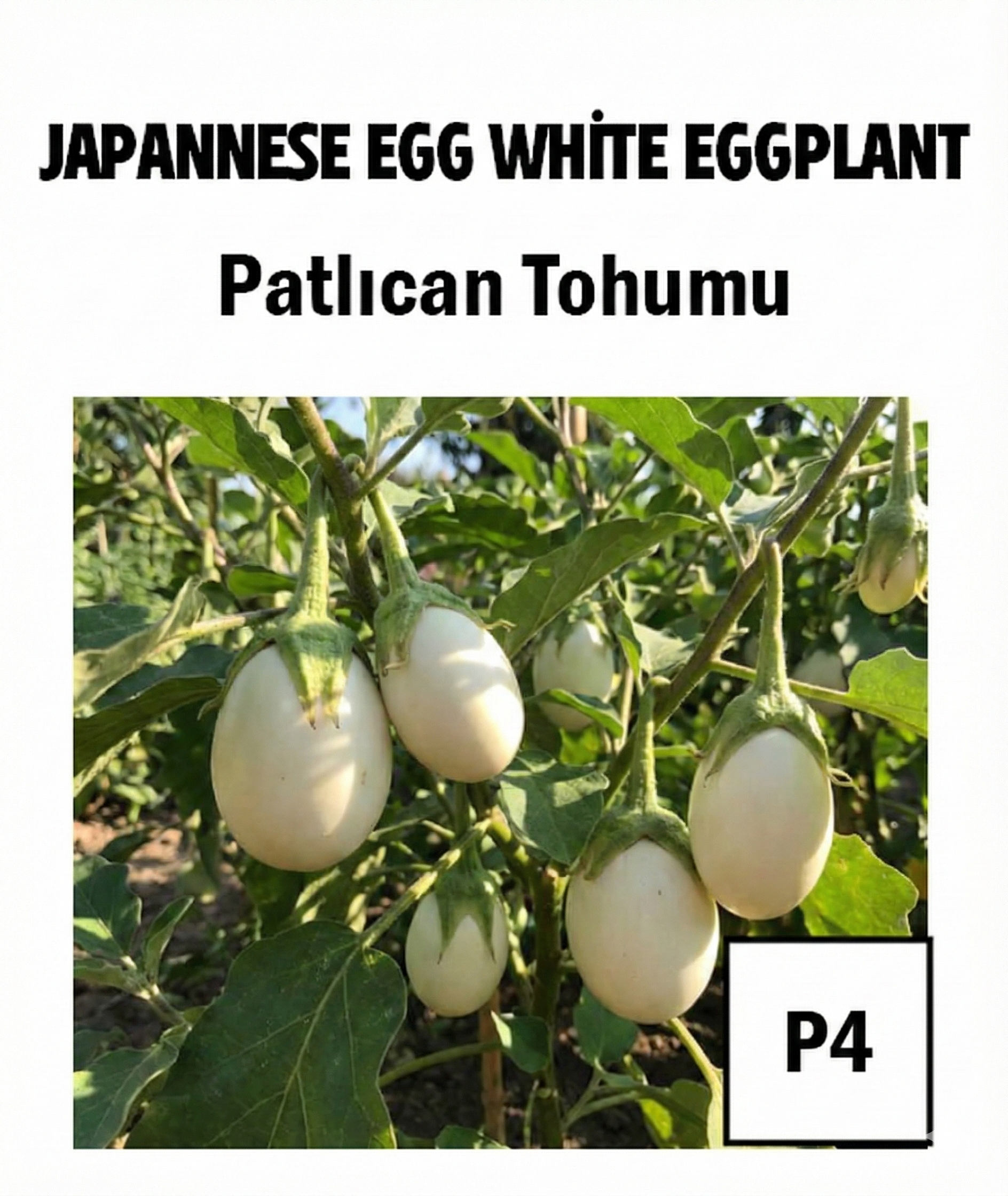 White Round Eggplant Seeds - AdaFide