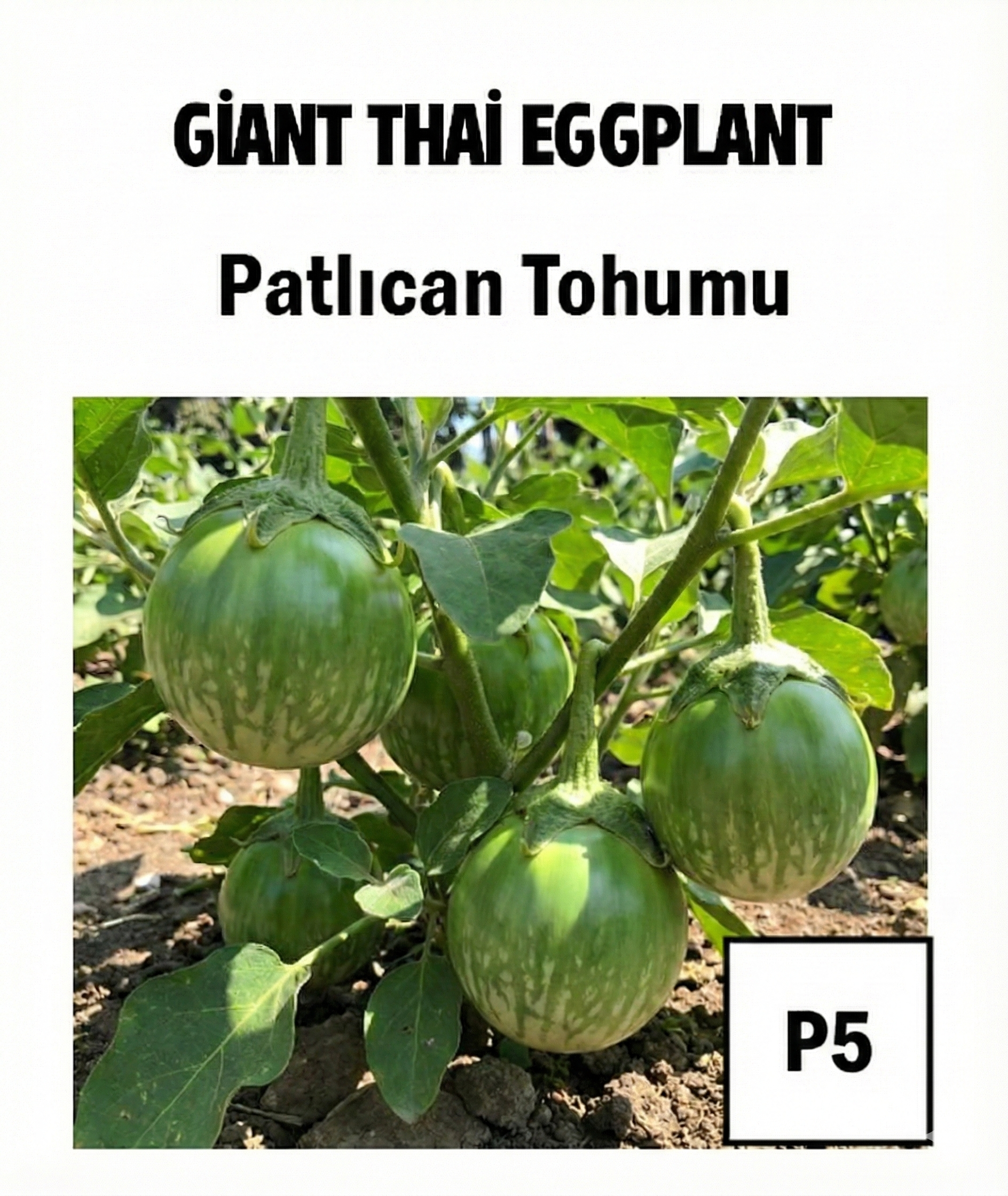 Giant Thai Eggplant Seeds - AdaFide