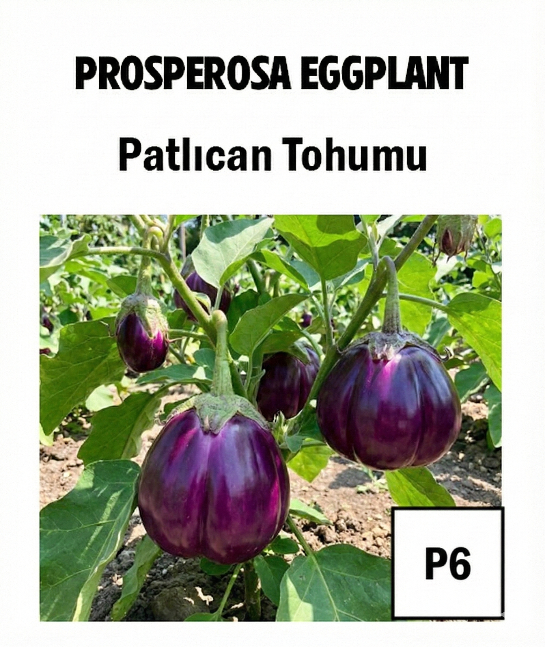 Prospera Eggplant Seeds - AdaFide