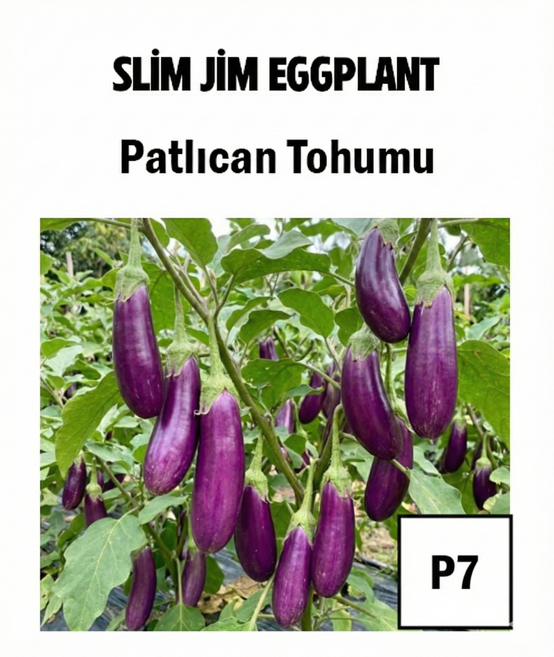 Mini Purple Eggplant Seeds - AdaFide