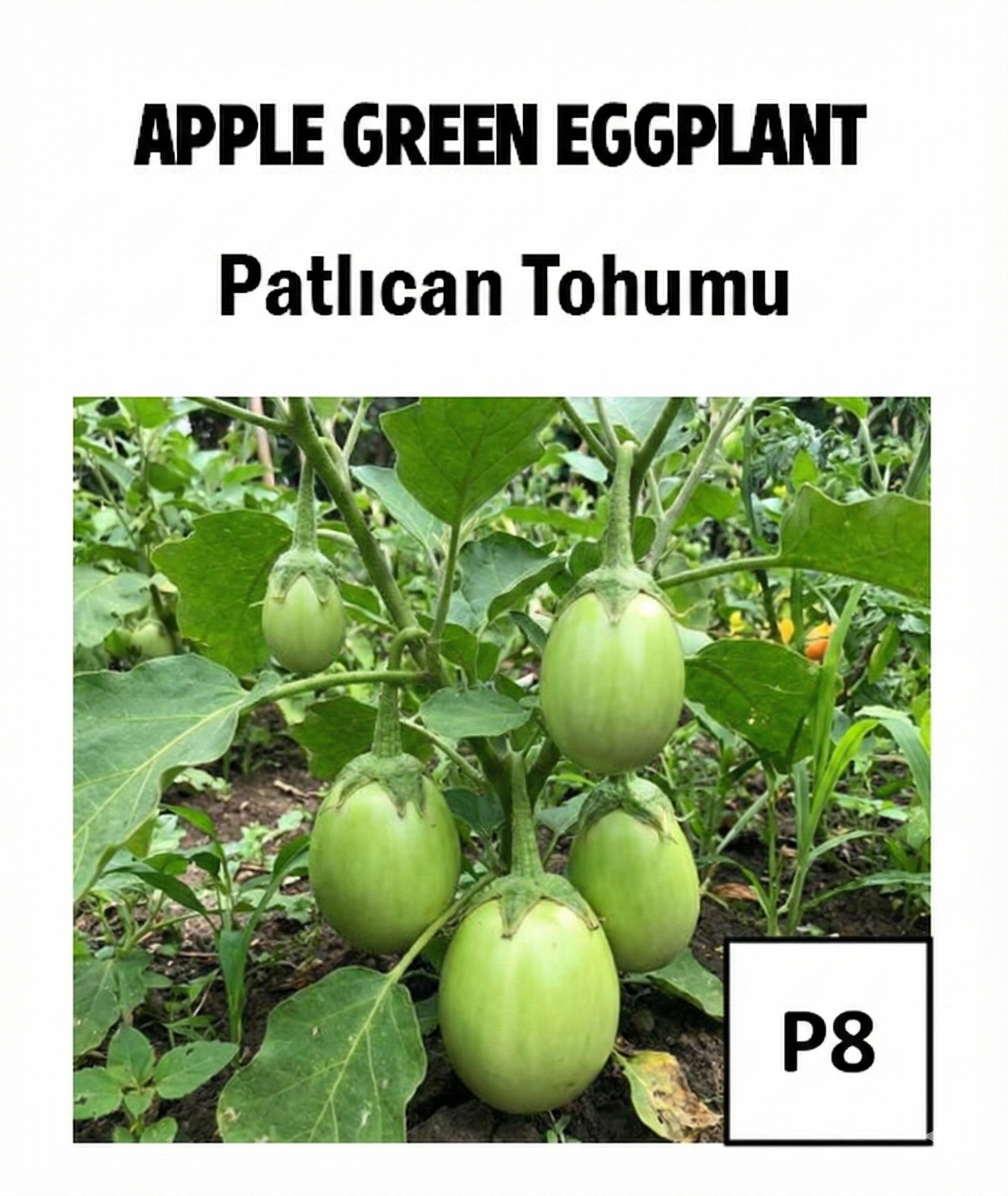 Green Apple-Shaped Eggplant Seeds - AdaFide
