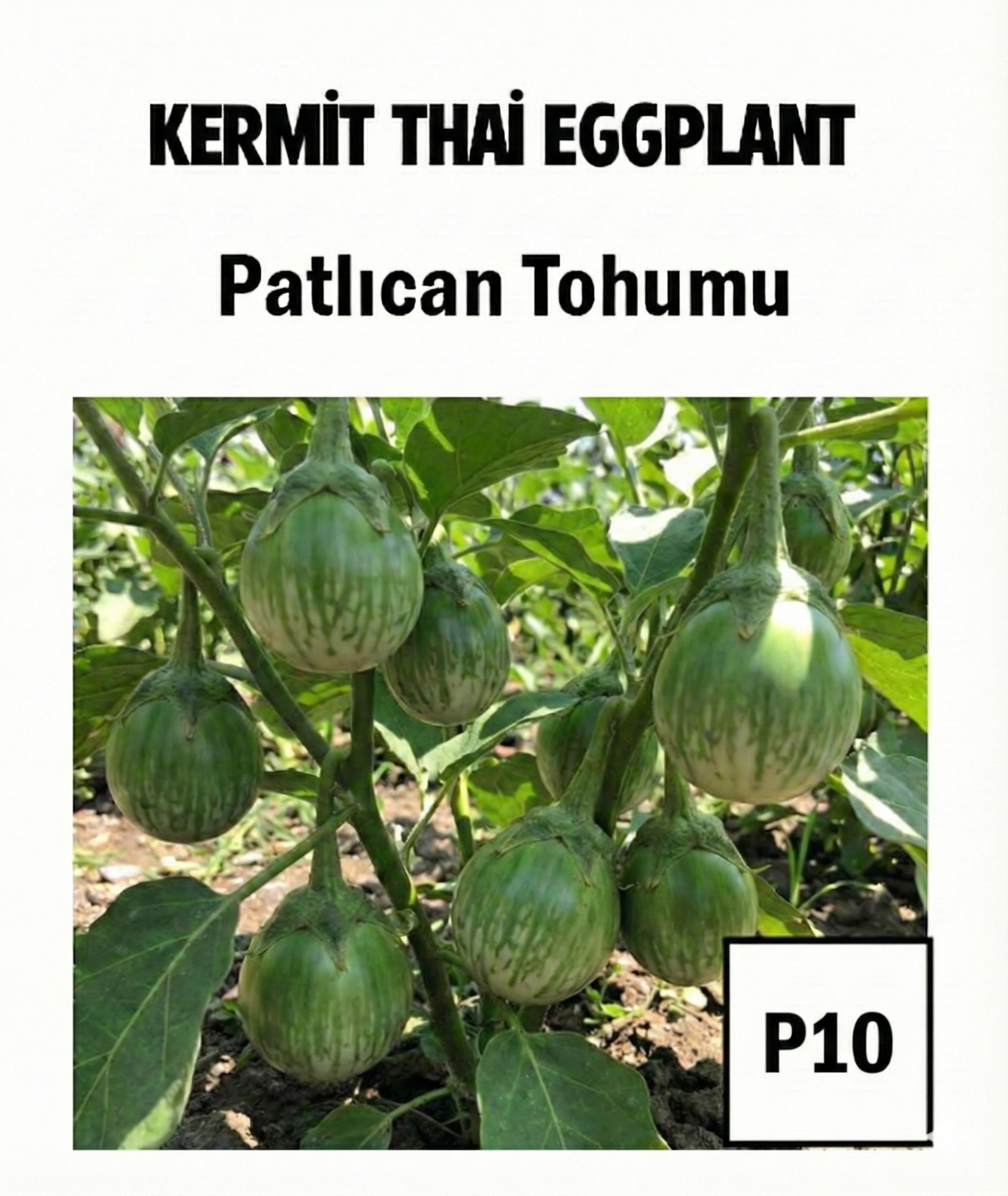 Green White Striped Eggplant Seeds - AdaFide
