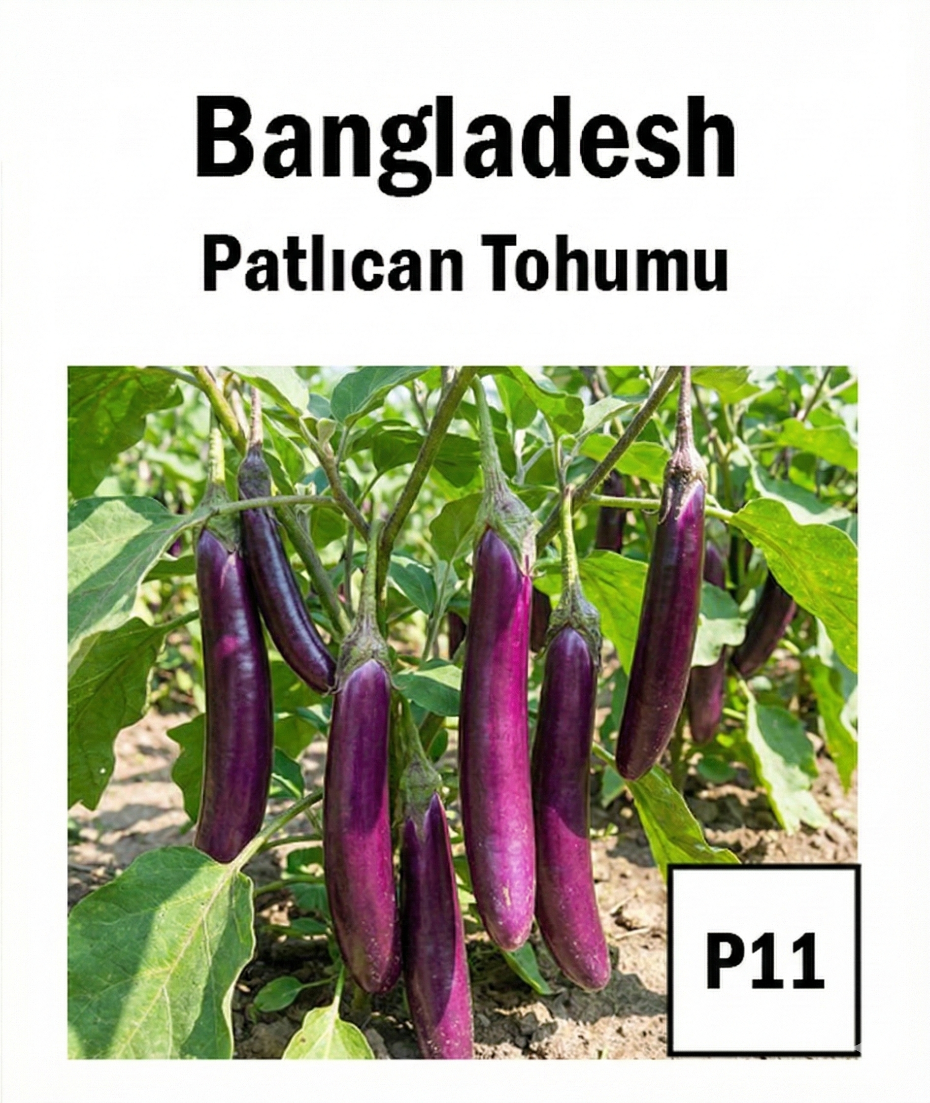 Slender Long Purple Eggplant Seeds - AdaFide