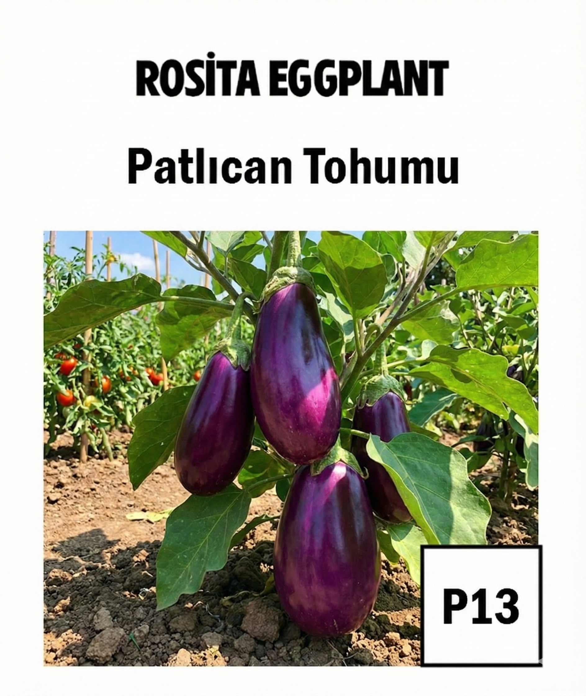 Large Purple Eggplant Seeds - AdaFide