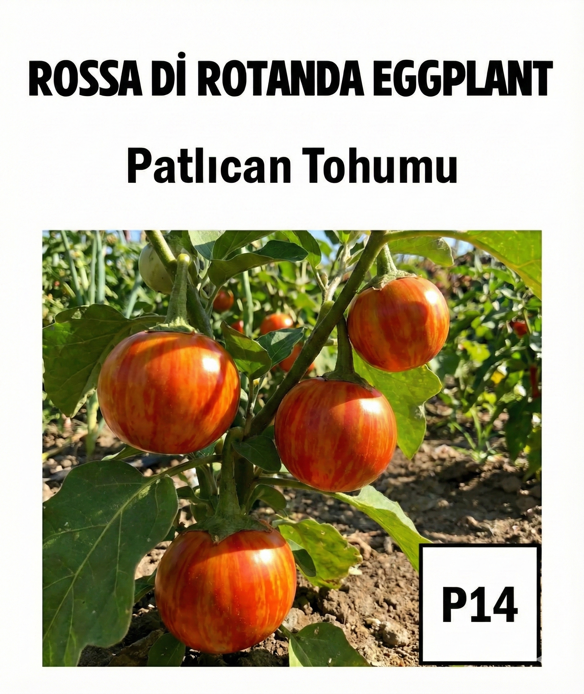 Orange Eggplant Seeds - AdaFide