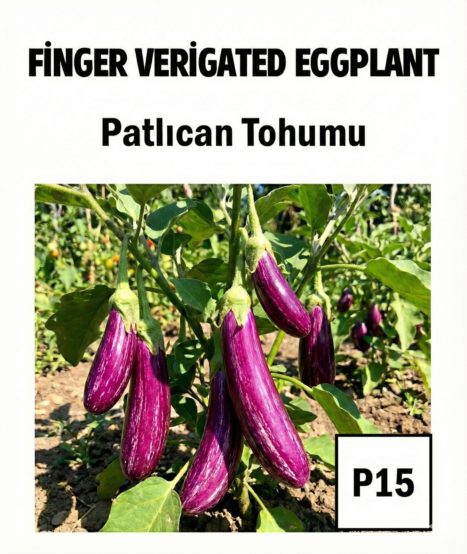 Striped Long Eggplant Seeds - AdaFide