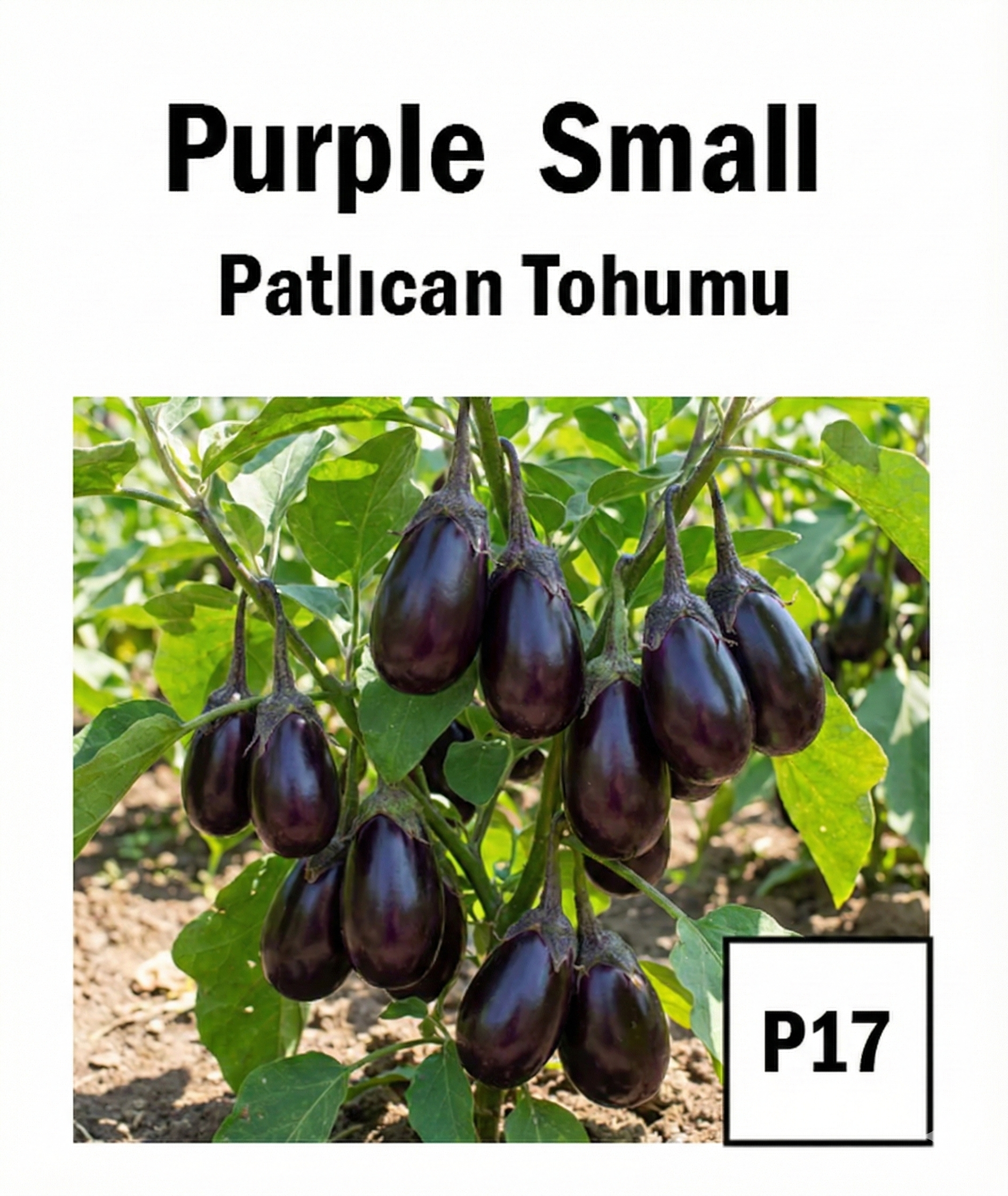 Mini Top Purple Eggplant Seeds - AdaFide