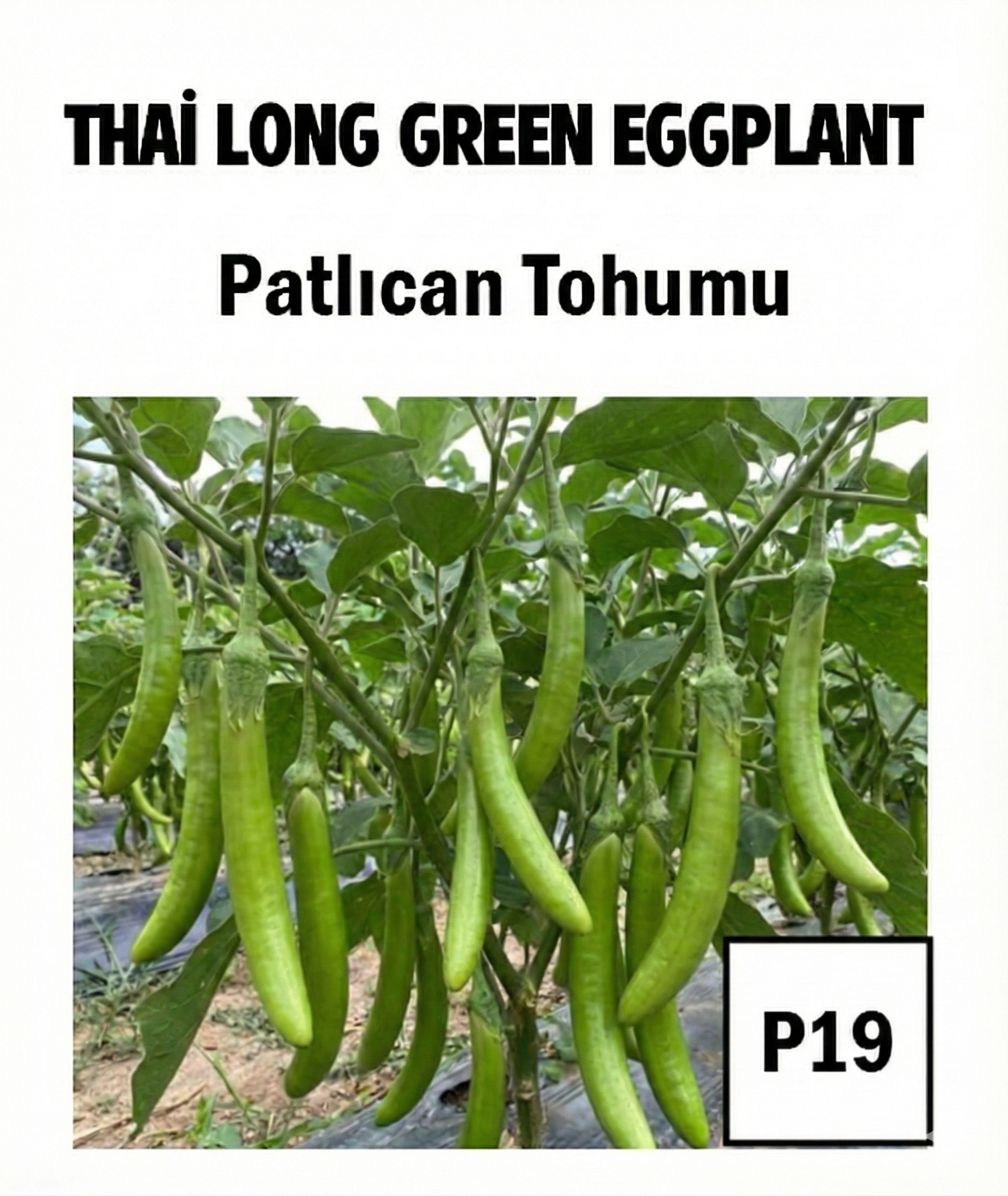 Slender Long Green Eggplant Seeds - AdaFide